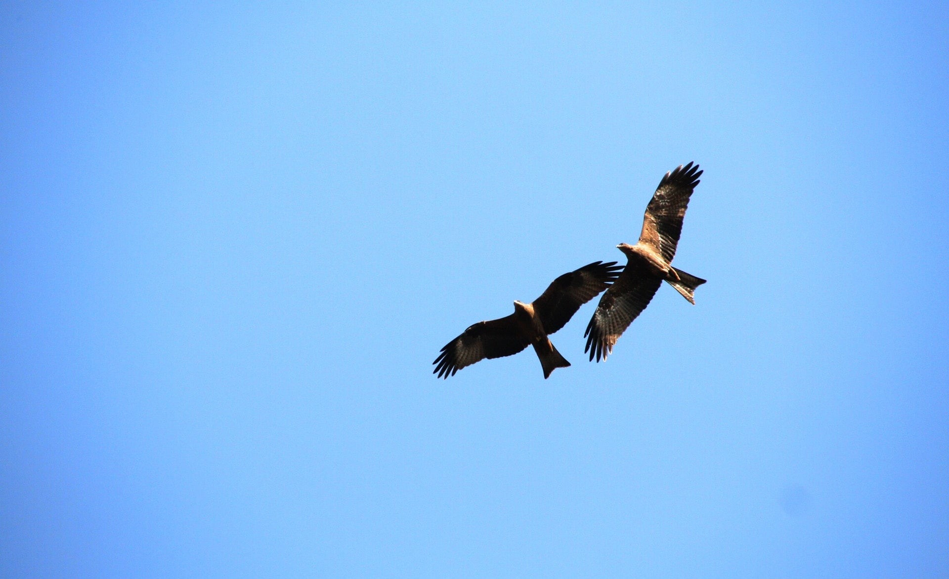 Animals, bird of prey, Birds, low angle view, vertebrate, Asia/Pakistan, motion, spread wings, animal, lahore, nature, blue, outdoors, flying, animals in the wild, HD Wallpaper