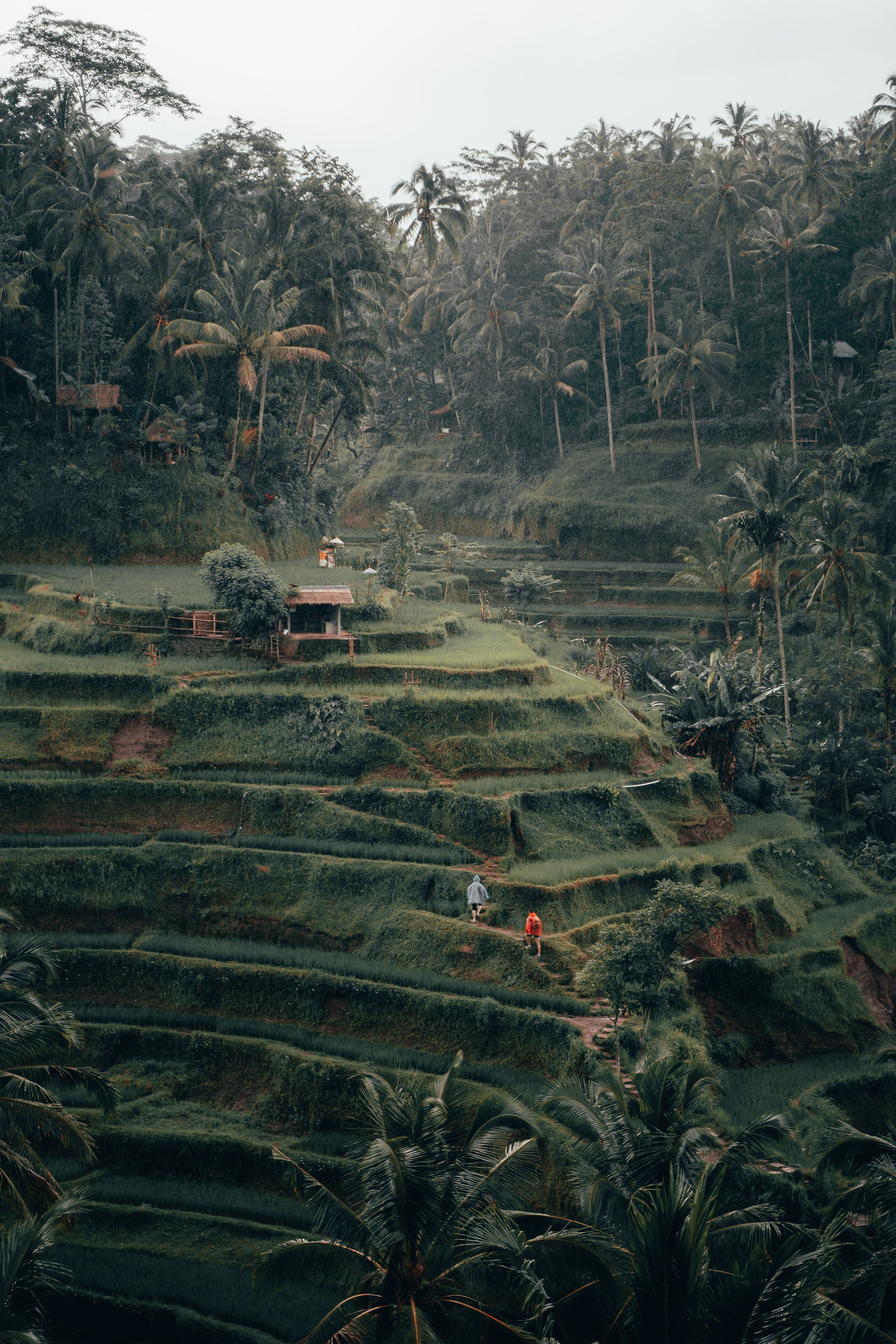 island, day, green color, panoramic, grassland, outdoors, beauty in nature, scenery, bali, 5K, plant, asia, tranquility, land, landscape, environment, Phone HD Wallpaper