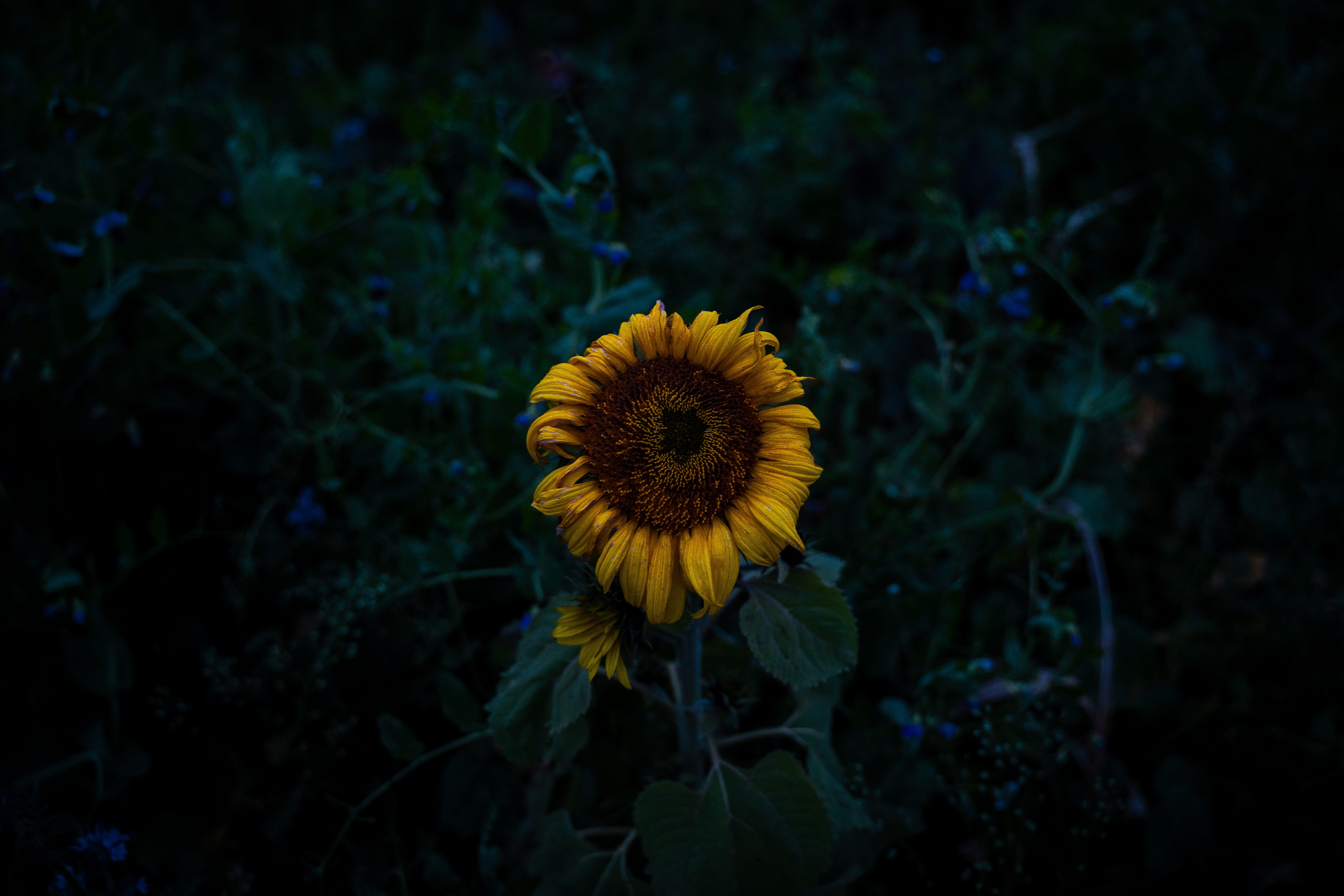 yellow, no people, pollen, inflorescence, dying, 5K, flower head, petal, growth, droopy, focus on foreground, plant, flower, close-up, wilting, dark, vulnerability, HD Wallpaper