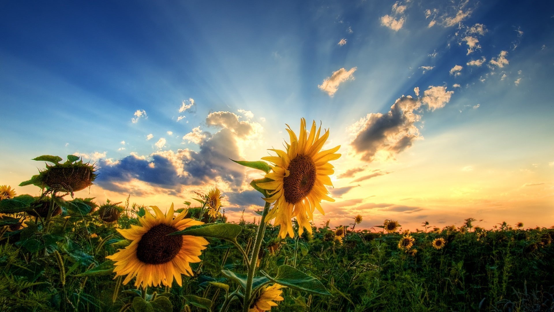 1080P, SummerTime, HD Wallpaper