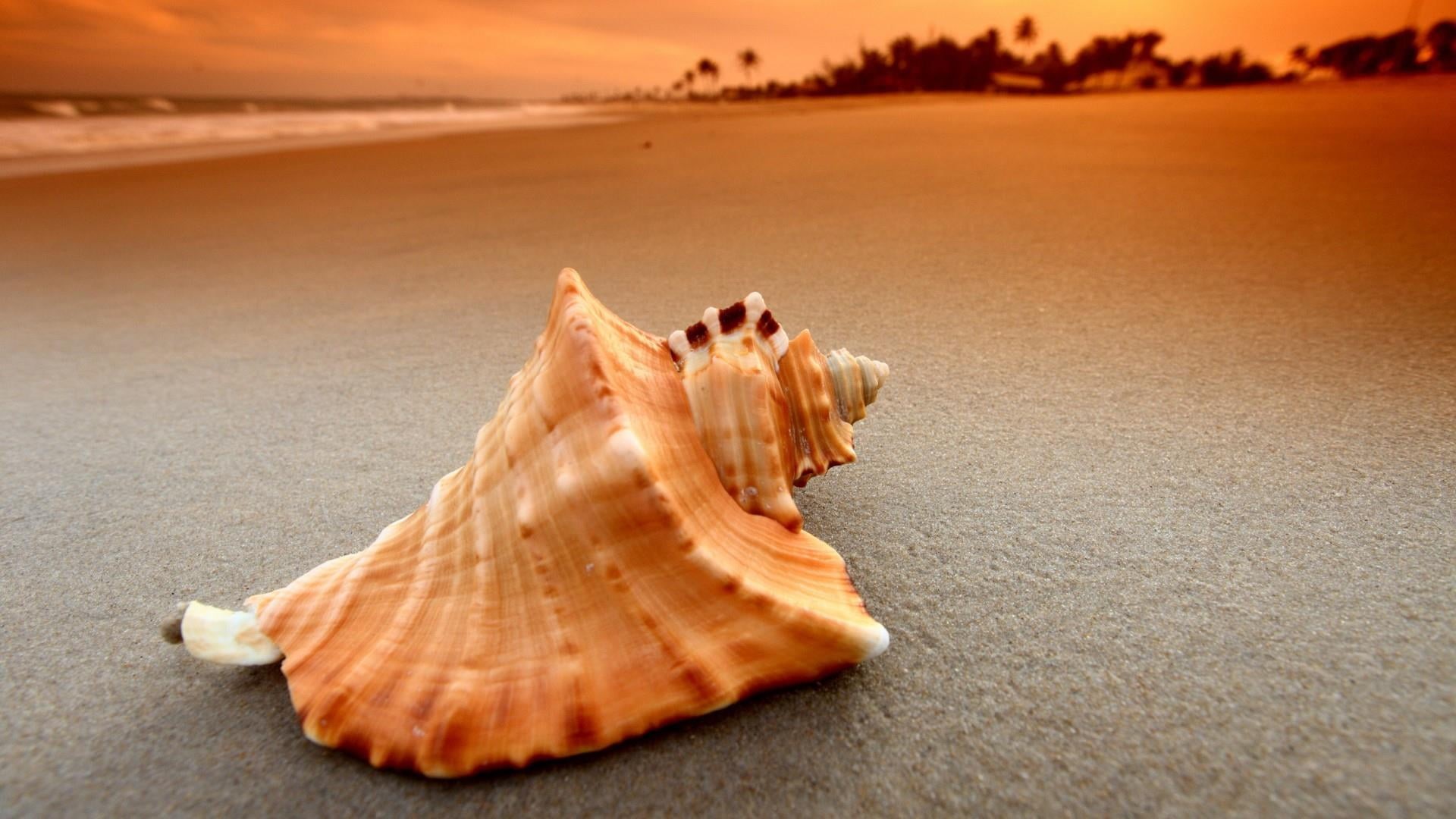 1080P, sandy, sea, marine, nature, sand, tranquil scene, animal themes, beach, water, no people, seashell, one animal, animals in the wild, shell, sunset, HD Wallpaper