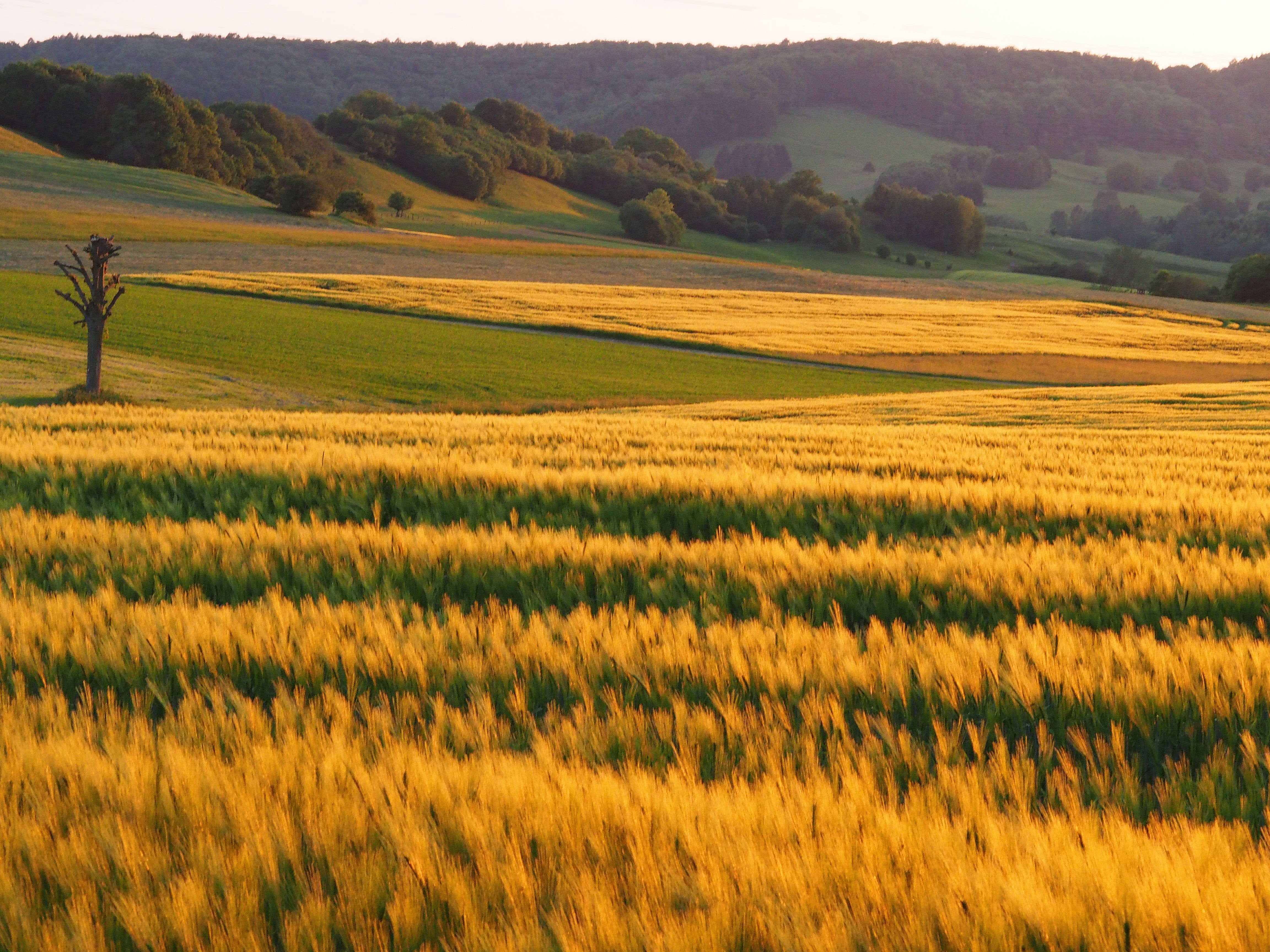 field, daytime, near, wheat, meadows, farm, roggen, rye, tree, yellow, landscape, nature, rural Scene, outdoors, Düna, 4K, natur, hill, mountain, agriculture, HD Wallpaper