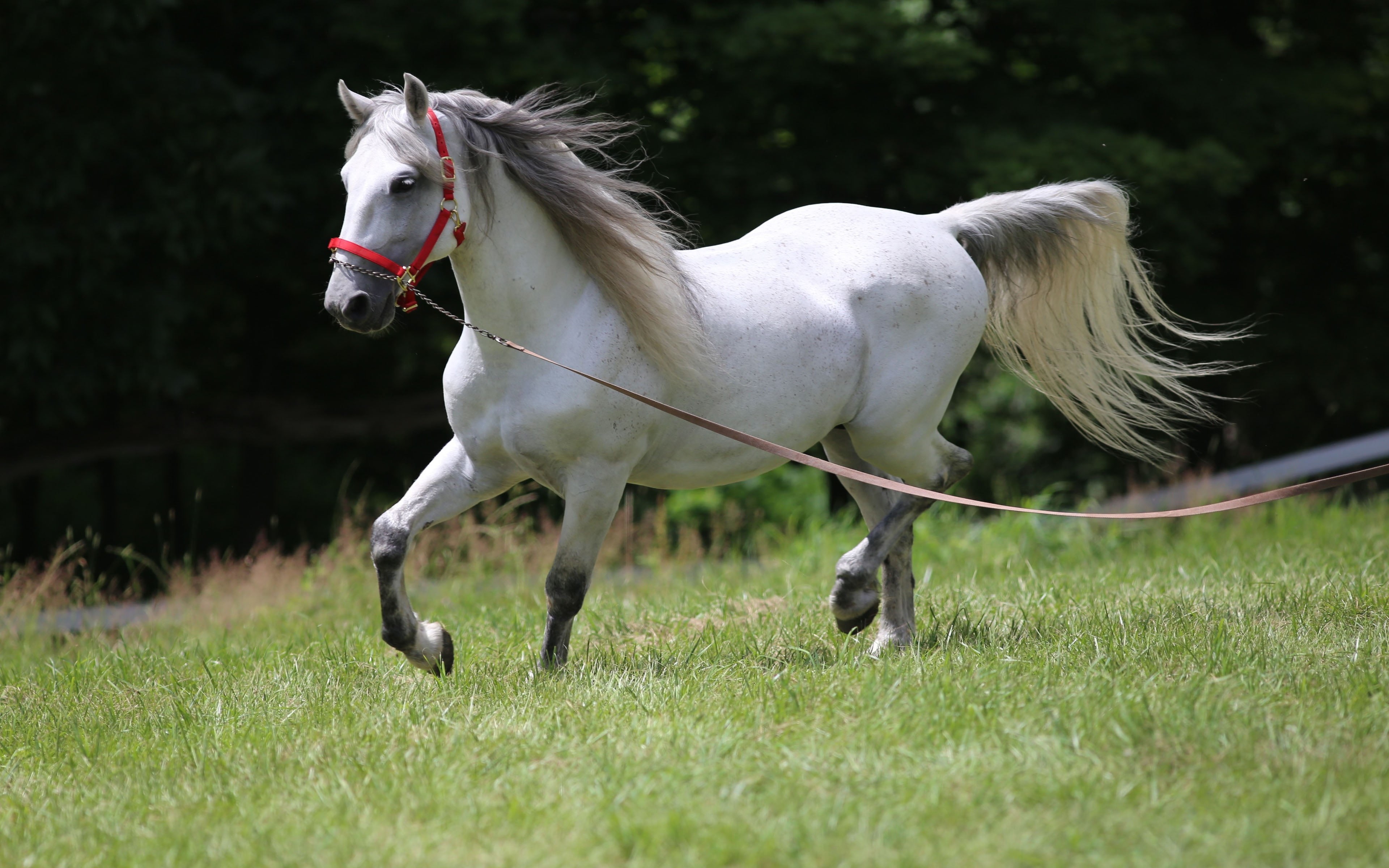 slovenian, bred, white color, monarchy, field, lipizzaner, one animal, pets, herbivorous, member, habsburg, domestic, working animal, horses, horse, lipicanec, HD Wallpaper