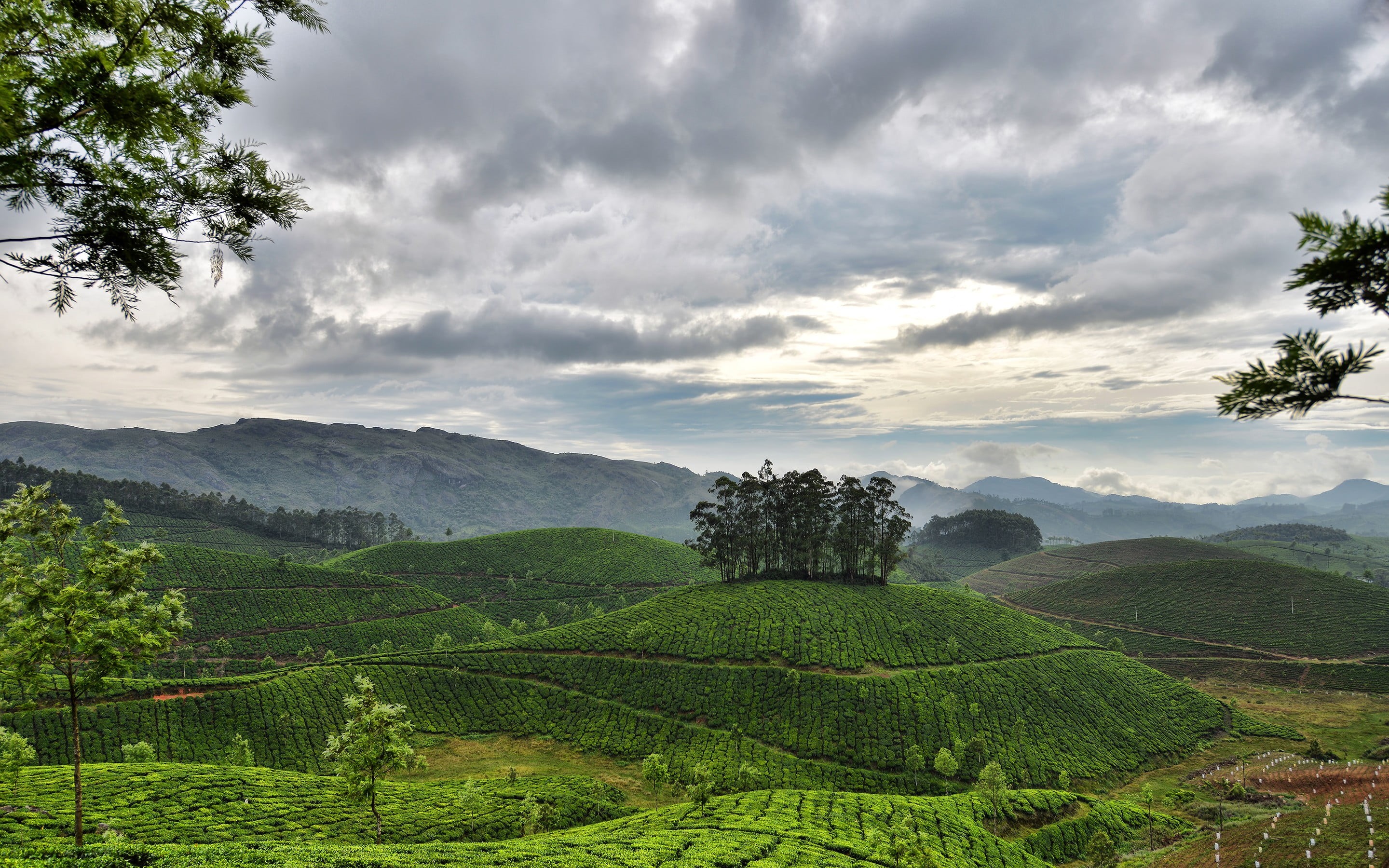 agriculture, day, nature, 2K, mountain, growth, clouds, hills, scenics - nature, photo, outdoors, beauty in nature, tree, rural scene, green color, forest, HD Wallpaper