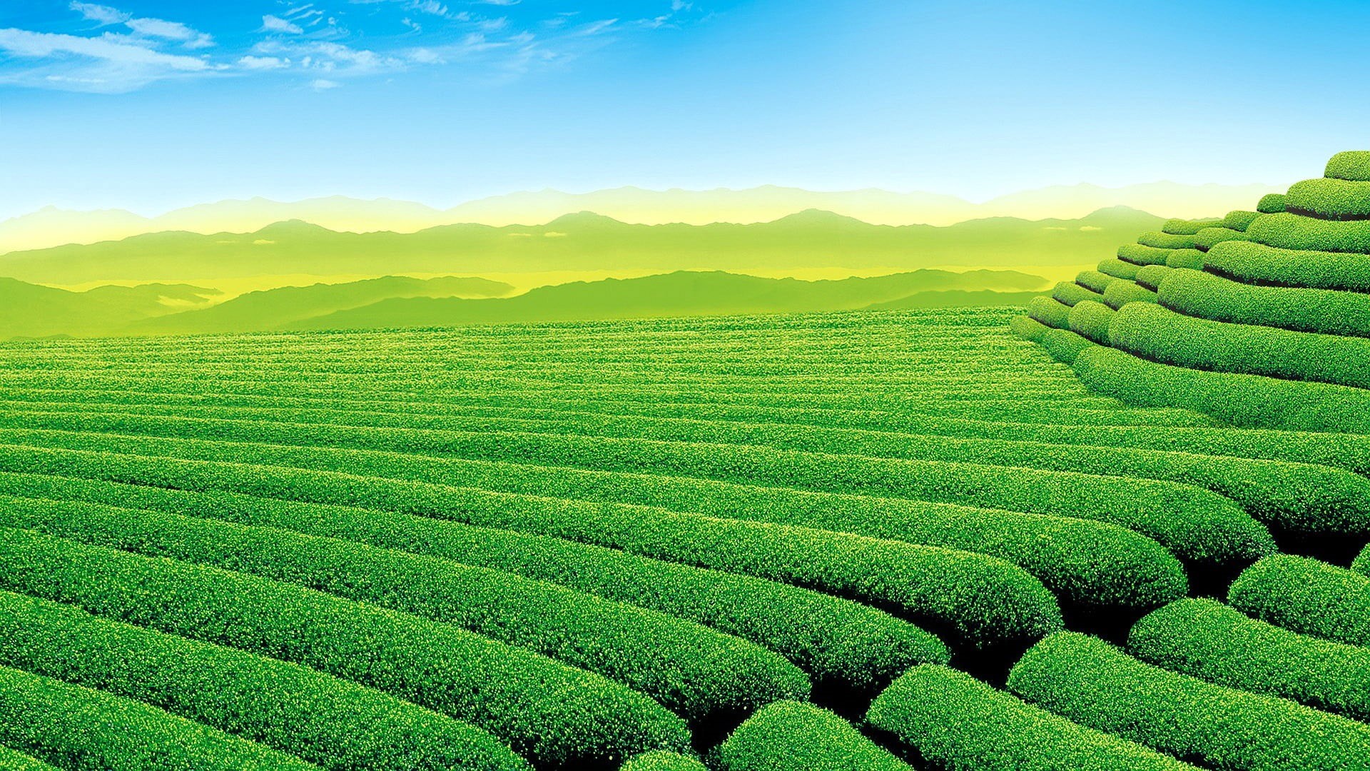 environment, green, 1080P, land, nature, tranquility, scenics - nature, beauty in nature, agriculture, outdoors, crop, tea, tranquil scene, plant, rural scene, HD Wallpaper