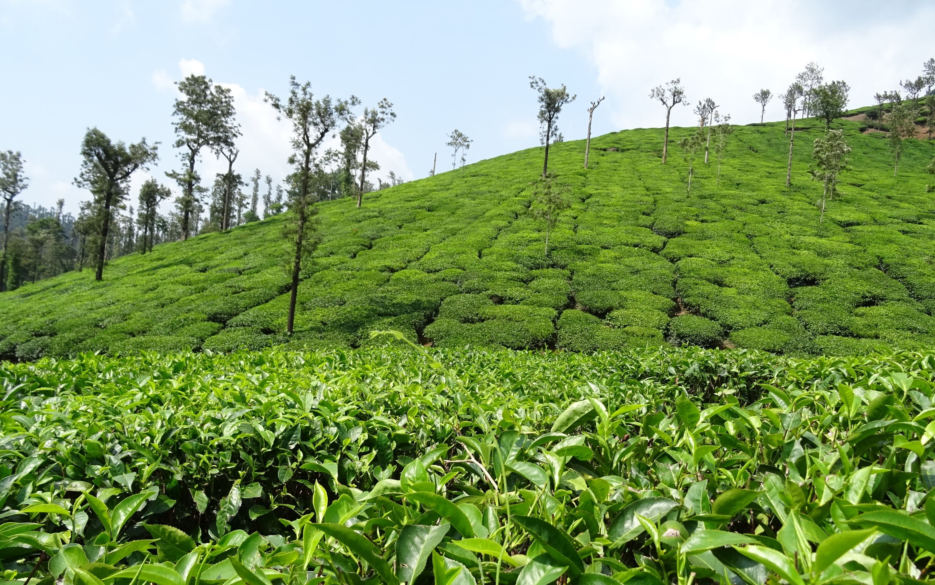 shree ganga, growth, tranquility, landscape, tea, tea crop, chikmagalur, scenics - nature, land, tranquil scene, beauty in nature, tea leaves, sky, 2K, HD Wallpaper
