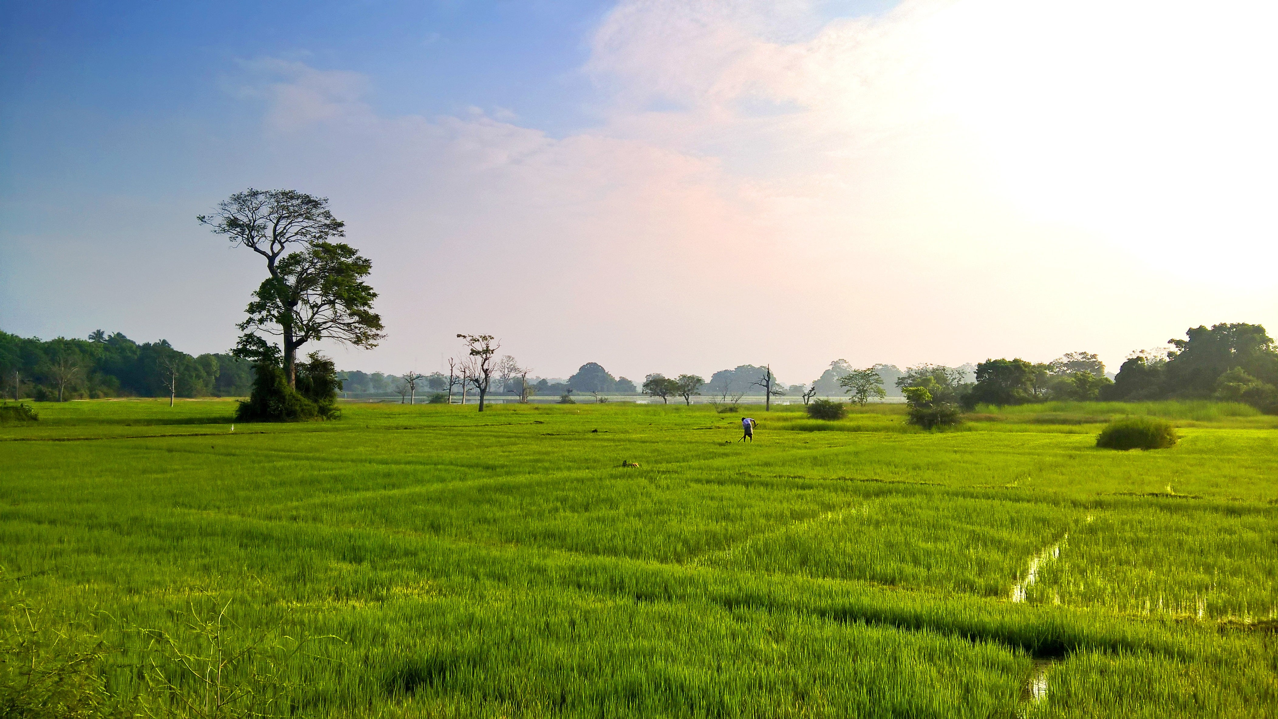 no people, rural scene, field, tree, 4K, gardening, farm, agriculture, seeds, cloud - sky, tea crop, tranquility, green color, sky, growth, outdoors, land, HD Wallpaper