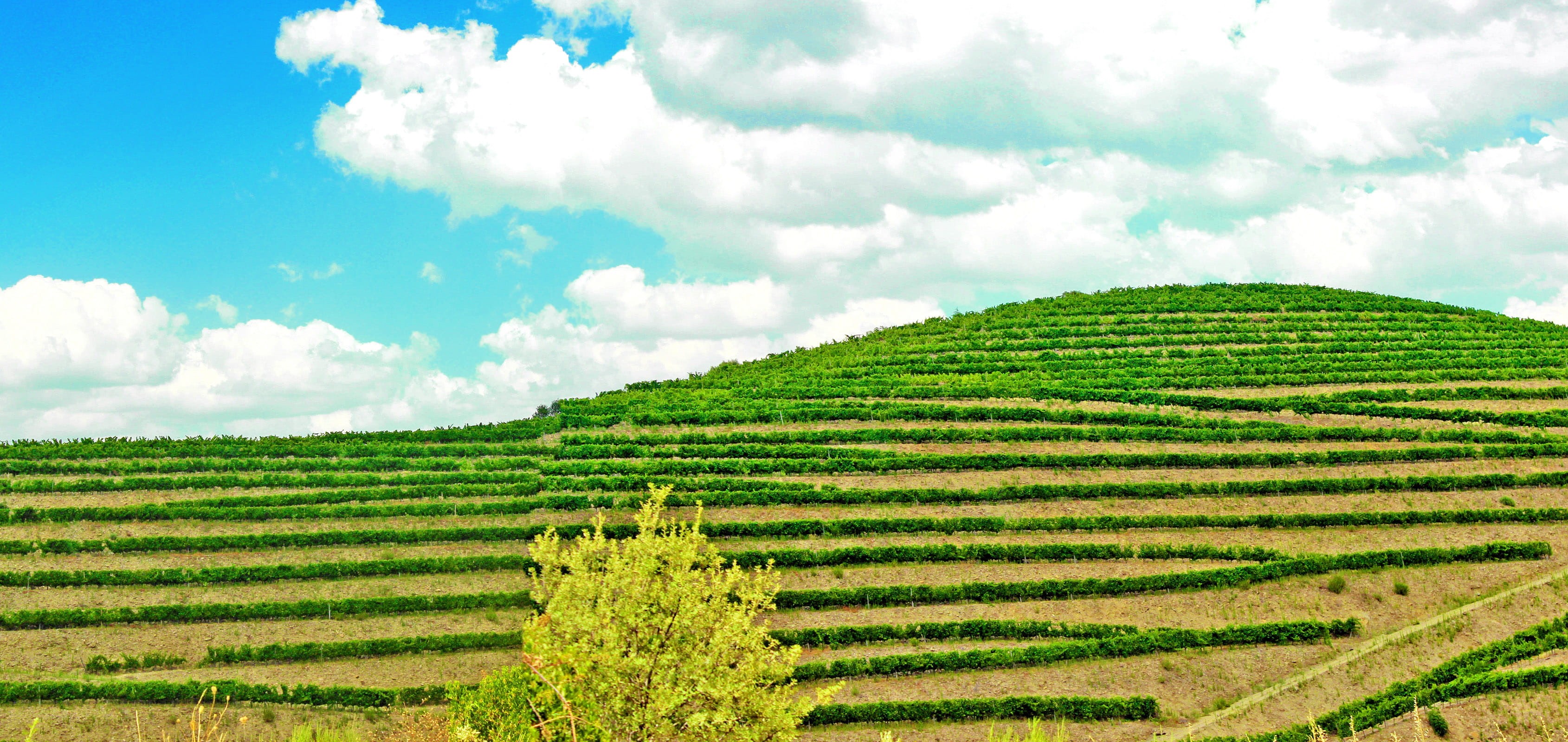 olive, production, cloud - sky, cropping, trip, outdoors, scenery, green, plans, porto, touriga, spring, house, environment, cultivation, calem, farmhouse, HD Wallpaper