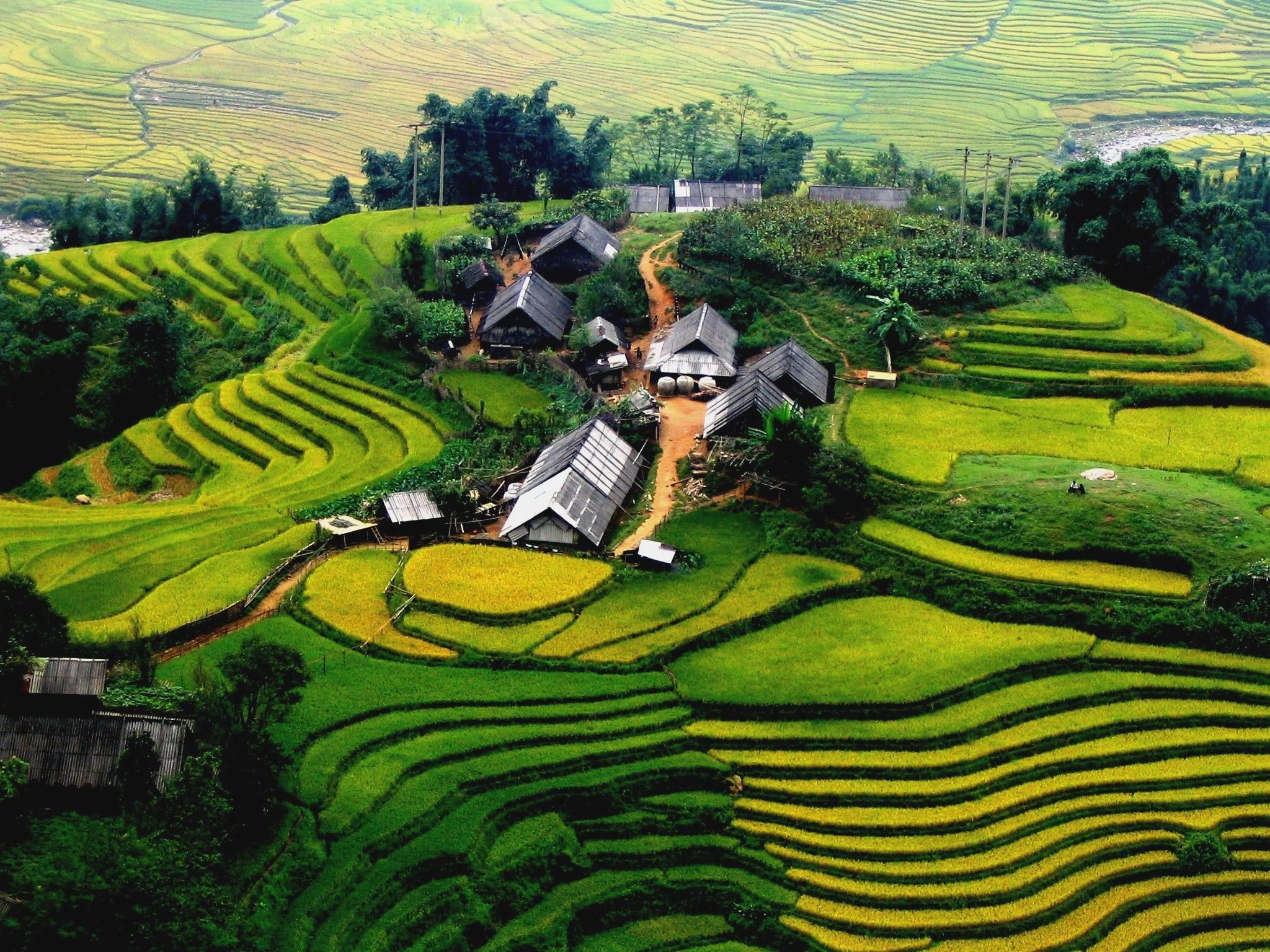 house, sa, pa, tree, fields, 1080P, mountain, terraced, 3d and abstract, HD Wallpaper