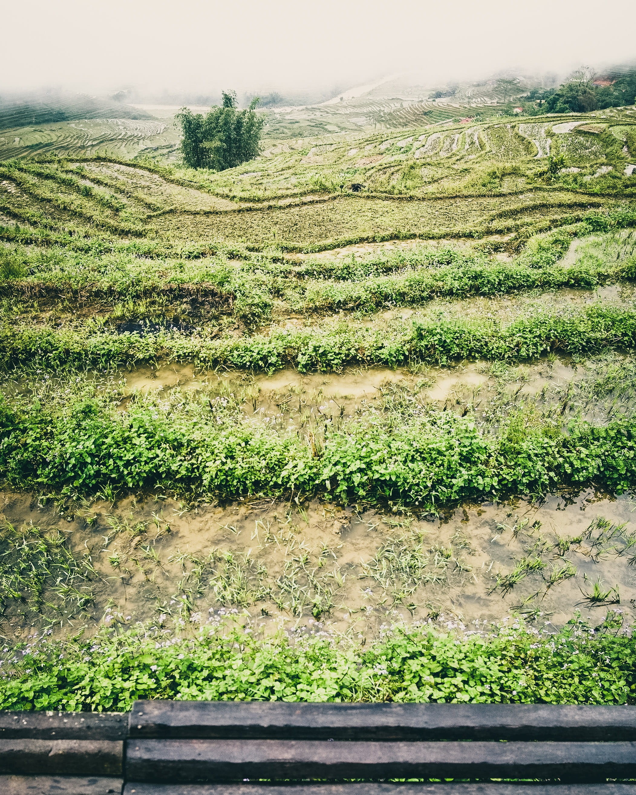 rice paddies, outdoors, sky, tranquil scene, land, agriculture, no people, rural scene, scenics - nature, plant, environment, crop, green color, sa pa, Phone HD Wallpaper