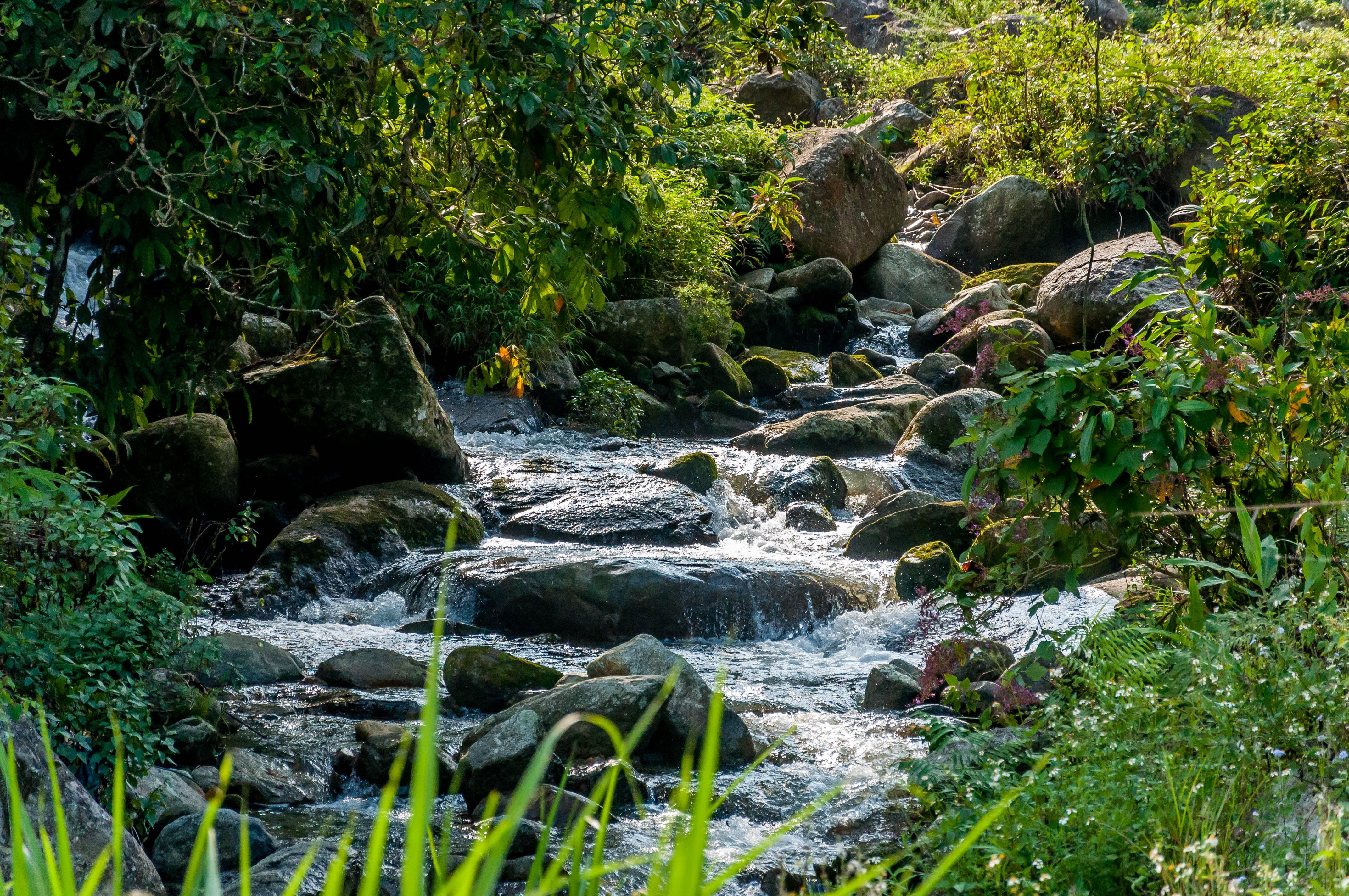 beside, rock - Object, outdoors, forest, Lao  Cai, nature, River, Sa  Pa, Stream, scenics, plants, landscape, tree, 4K, water, Sapa, waterfall, rocks, HD Wallpaper