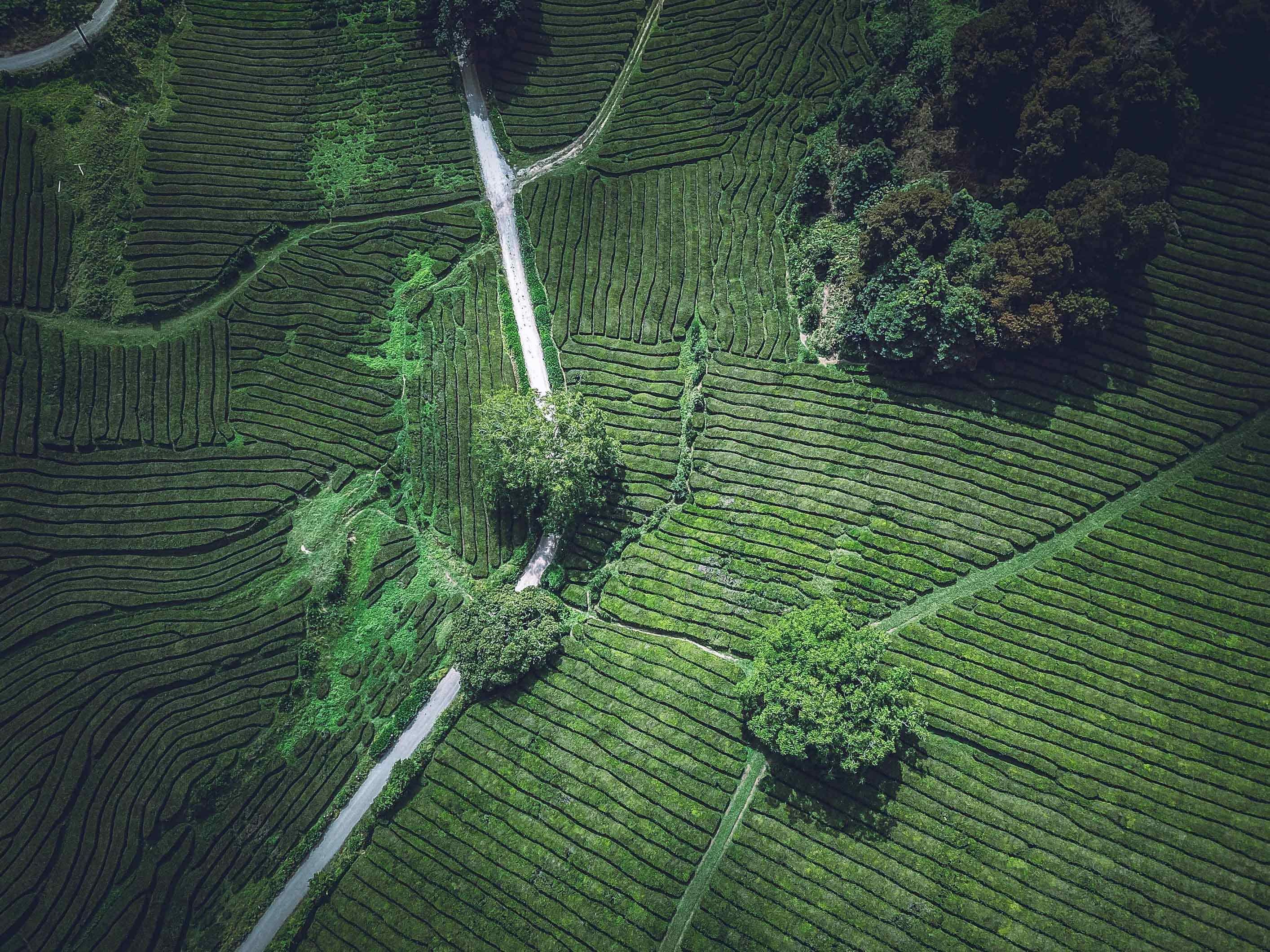 rice - Cereal Plant, village, aerial, vietnam, woodland, travel, cultures, texture, tree, looking down, landscape, green Color, mountain, outdoors, plant, HD Wallpaper