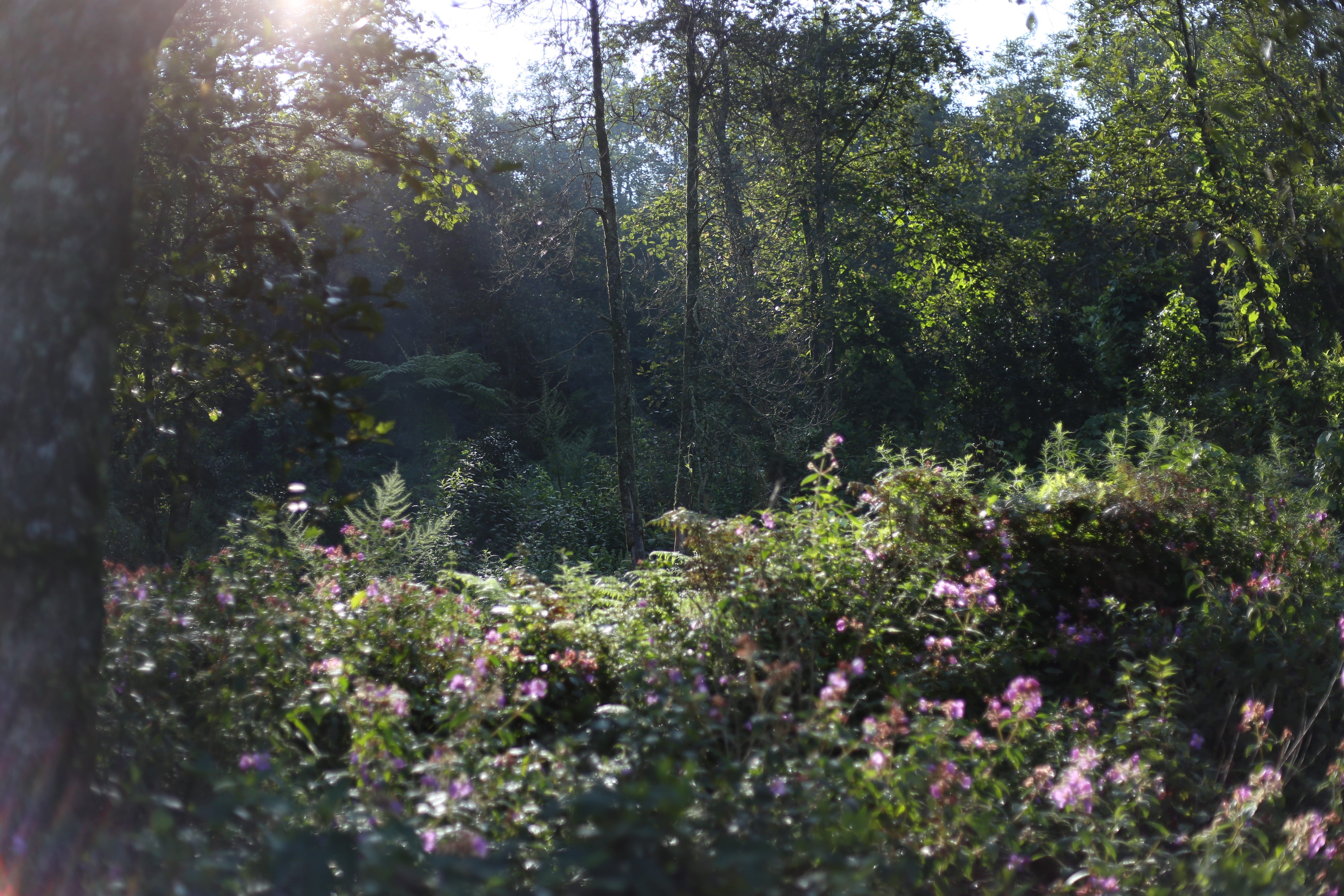 flare, fragility, vietnam, no people, hiking, growth, nature, plant, jungle, rain forest, 5K, outdoors, selective focus, sapa, flowering plant, forest, HD Wallpaper