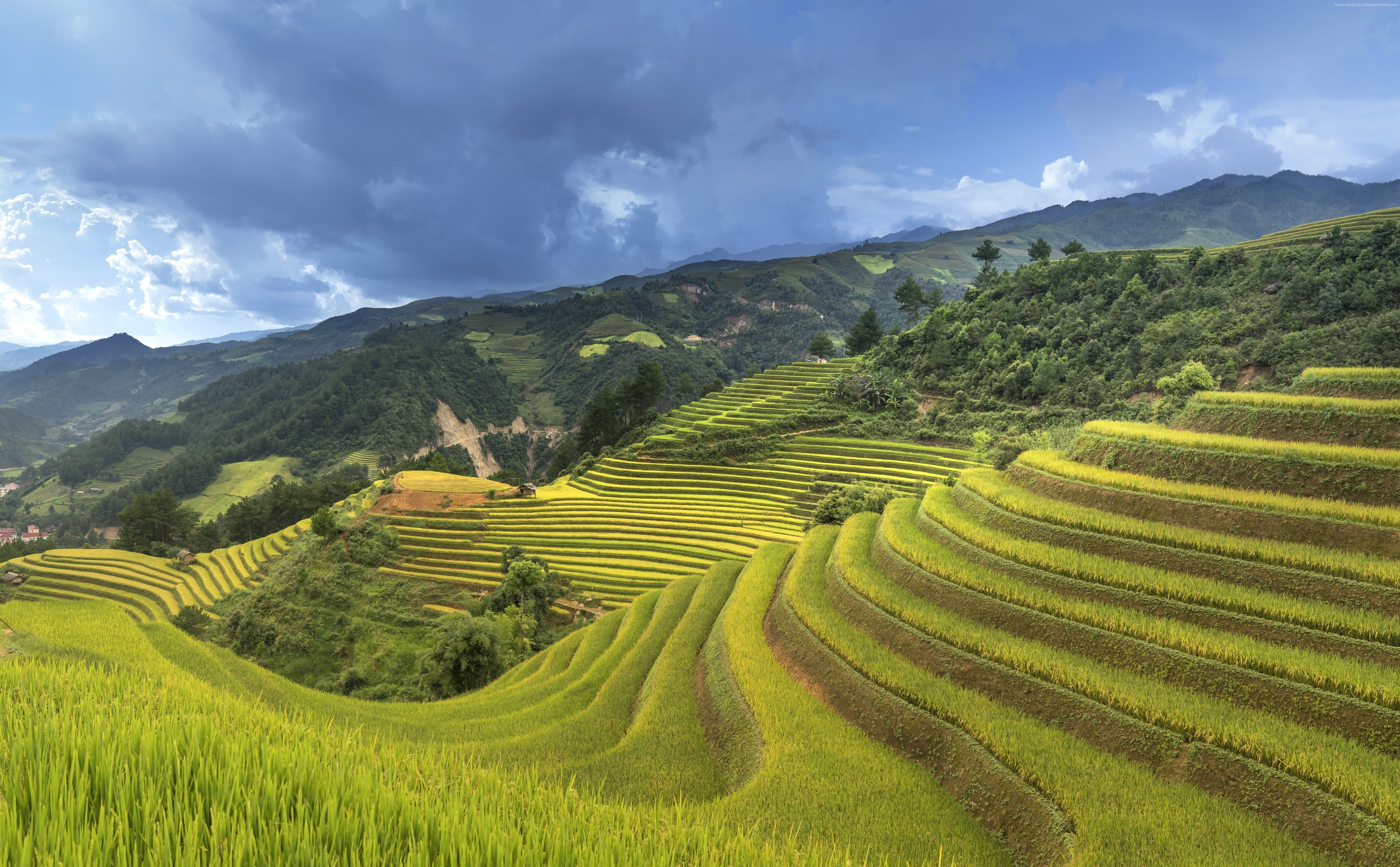 rice - cereal plant, farm, growth, China, Rice Terrace, gardening, environment, mountain range, scenics - nature, rice paddy, rice, 5K, nature, 5K, no people, HD Wallpaper