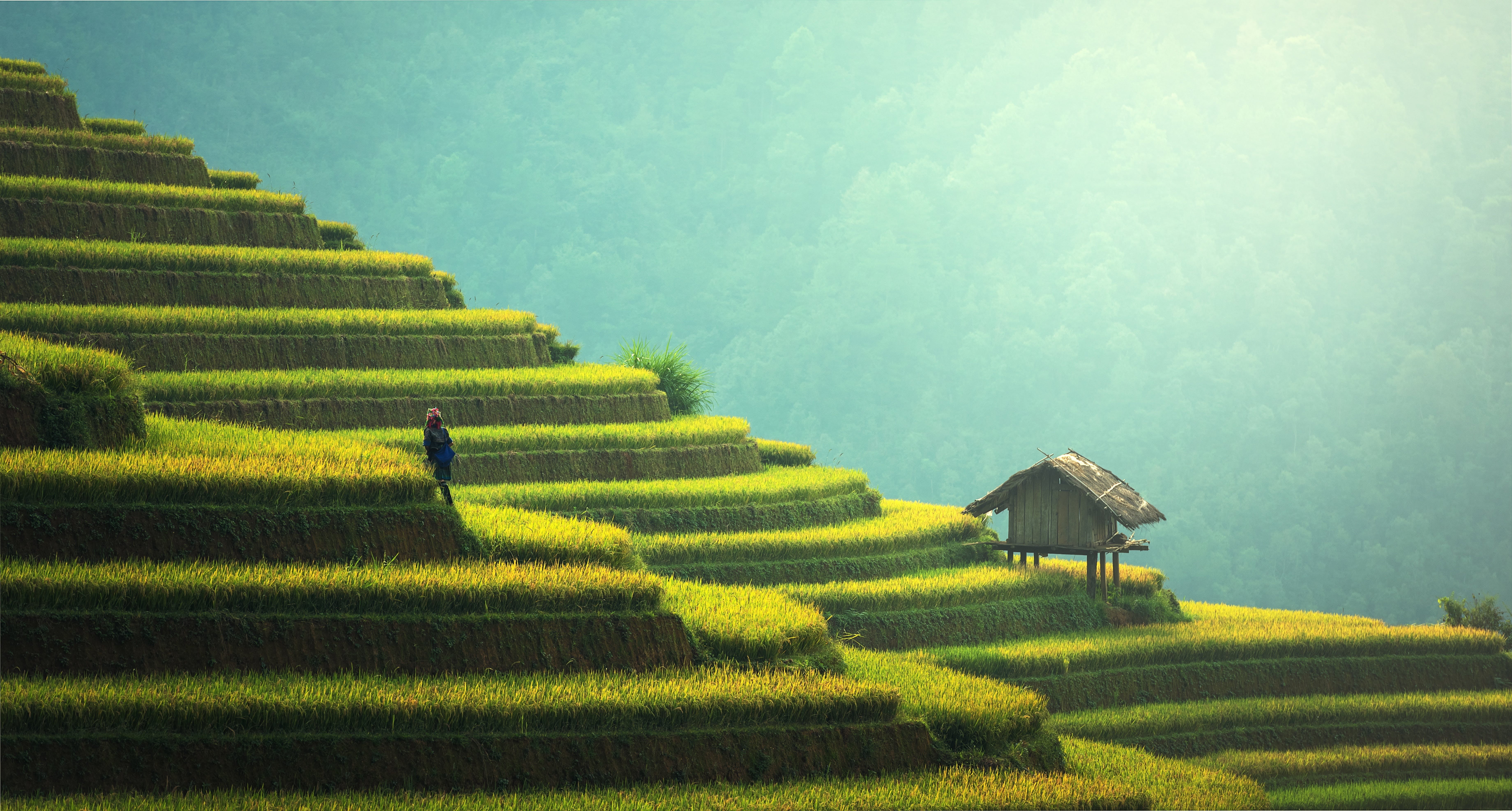 plant, peasants, field, nature, landscape, travel, no people, rural scene, land, scenics - nature, 5K, rice - cereal plant, growth, Rice field, rice paddy, HD Wallpaper