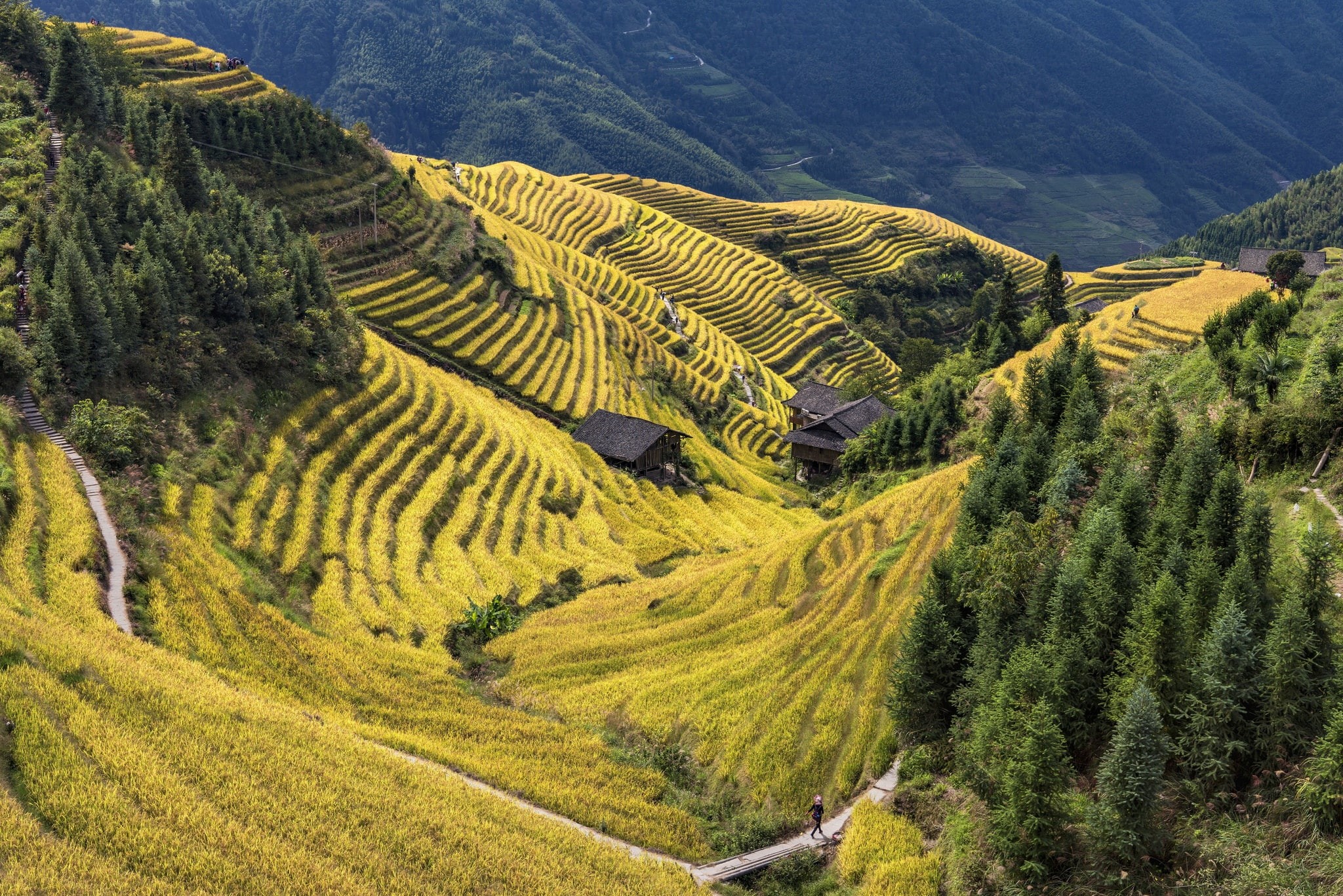 China, terraced rice field, 1080P, Longsheng County, HD Wallpaper
