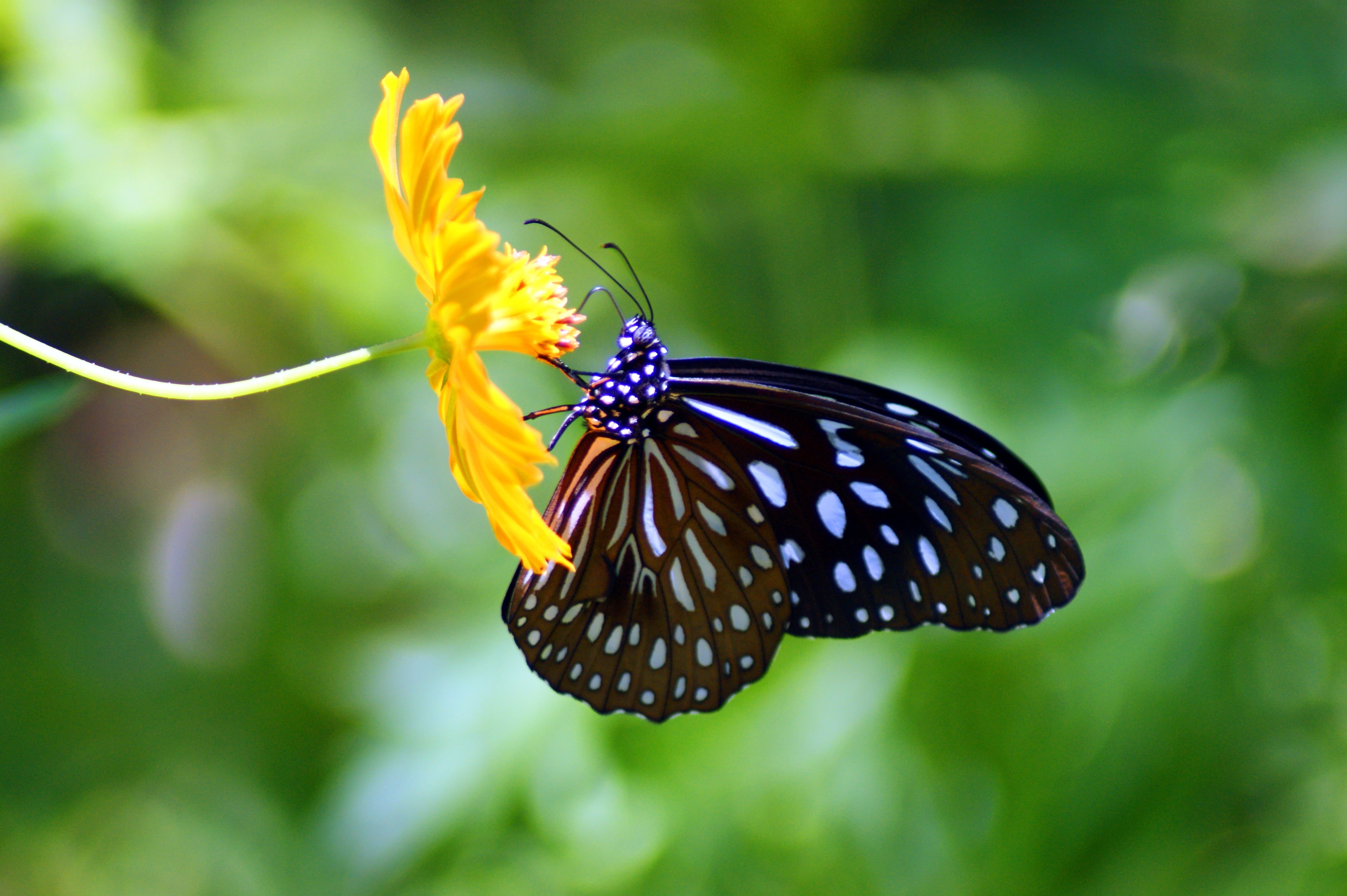 prabang, black and white, geo, multi Colored, geotagged, Luang Prabang, Laos, closeup photography, beauty In Nature, wildlife, black, white butterfly, Makro, HD Wallpaper