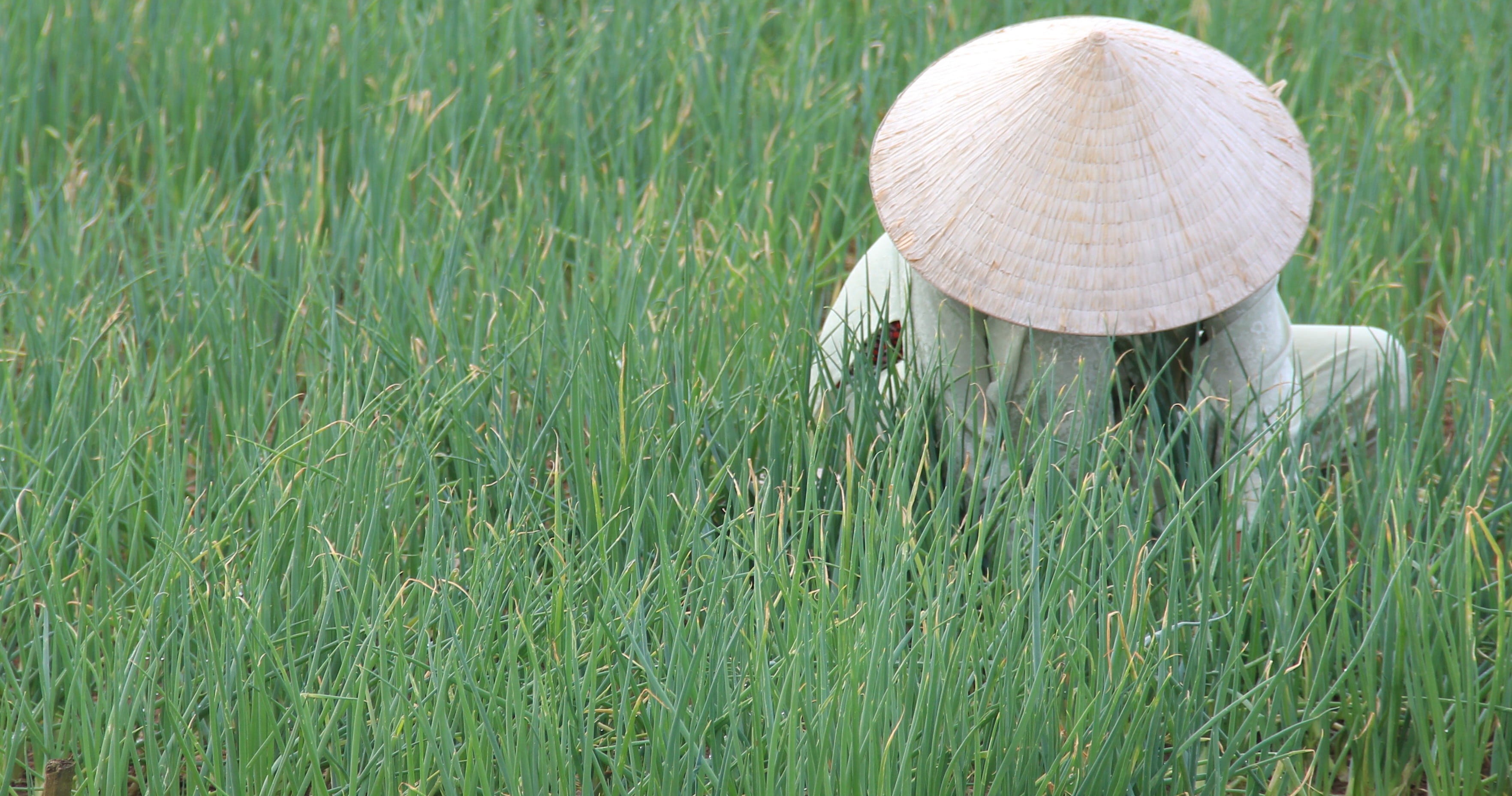 clothing, summer, land, green Color, crop, grass, day, agriculture, hat, Rice Fields, occupation, rural scene, landscape, plant, farmer, asian style conical hat, HD Wallpaper
