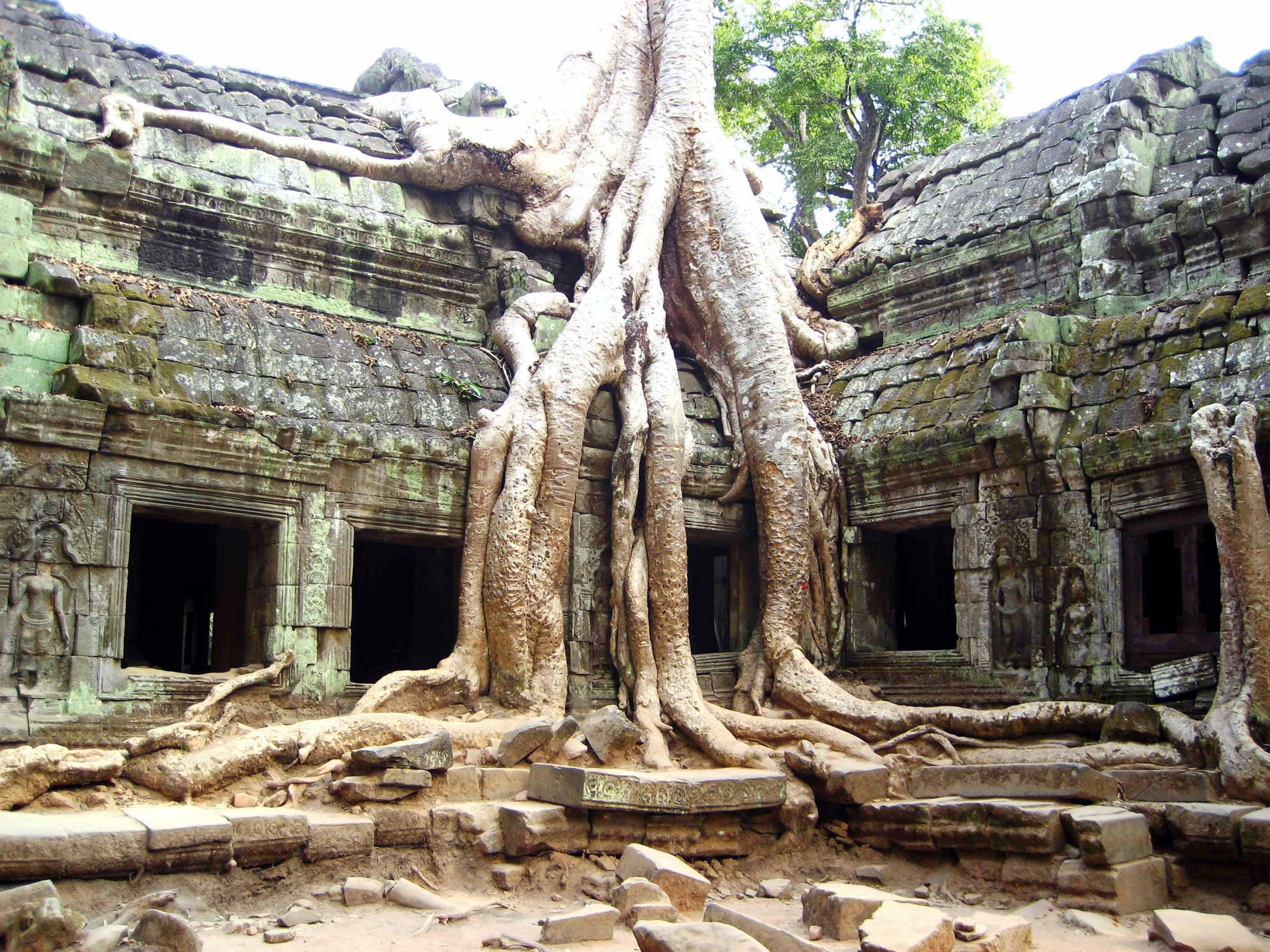 tourist, ancient, famous, tourism, prohm, angkor, bayon, archaeology, deterioration, travel, the past, buddhism, religion, ruined, tree, belief, outdoors, HD Wallpaper