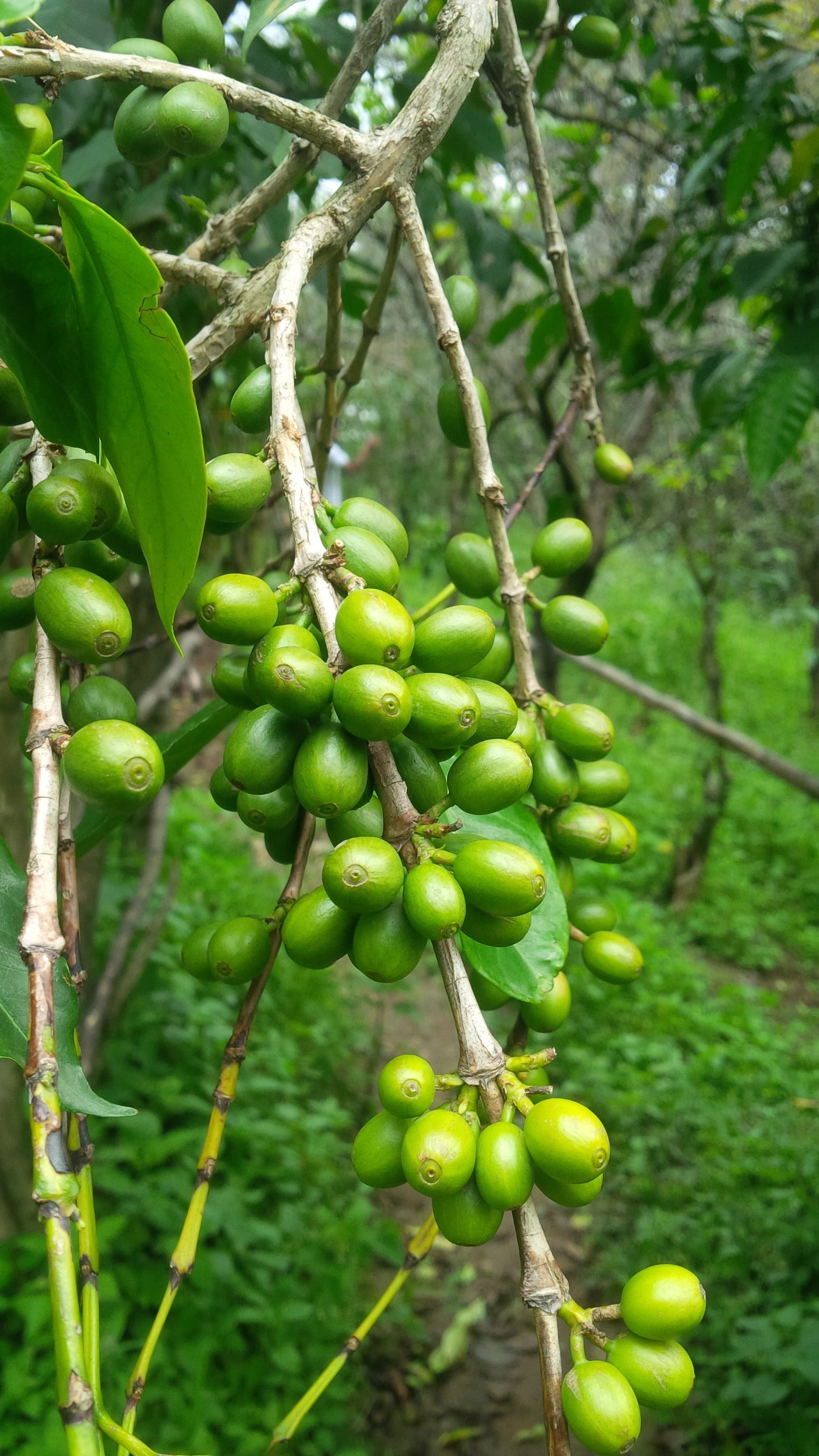 no people, food and drink, coffee, close-up, plant, beauty in nature, plant part, green, food, leaf, focus on foreground, day, freshness, munnar, tree, Phone HD Wallpaper