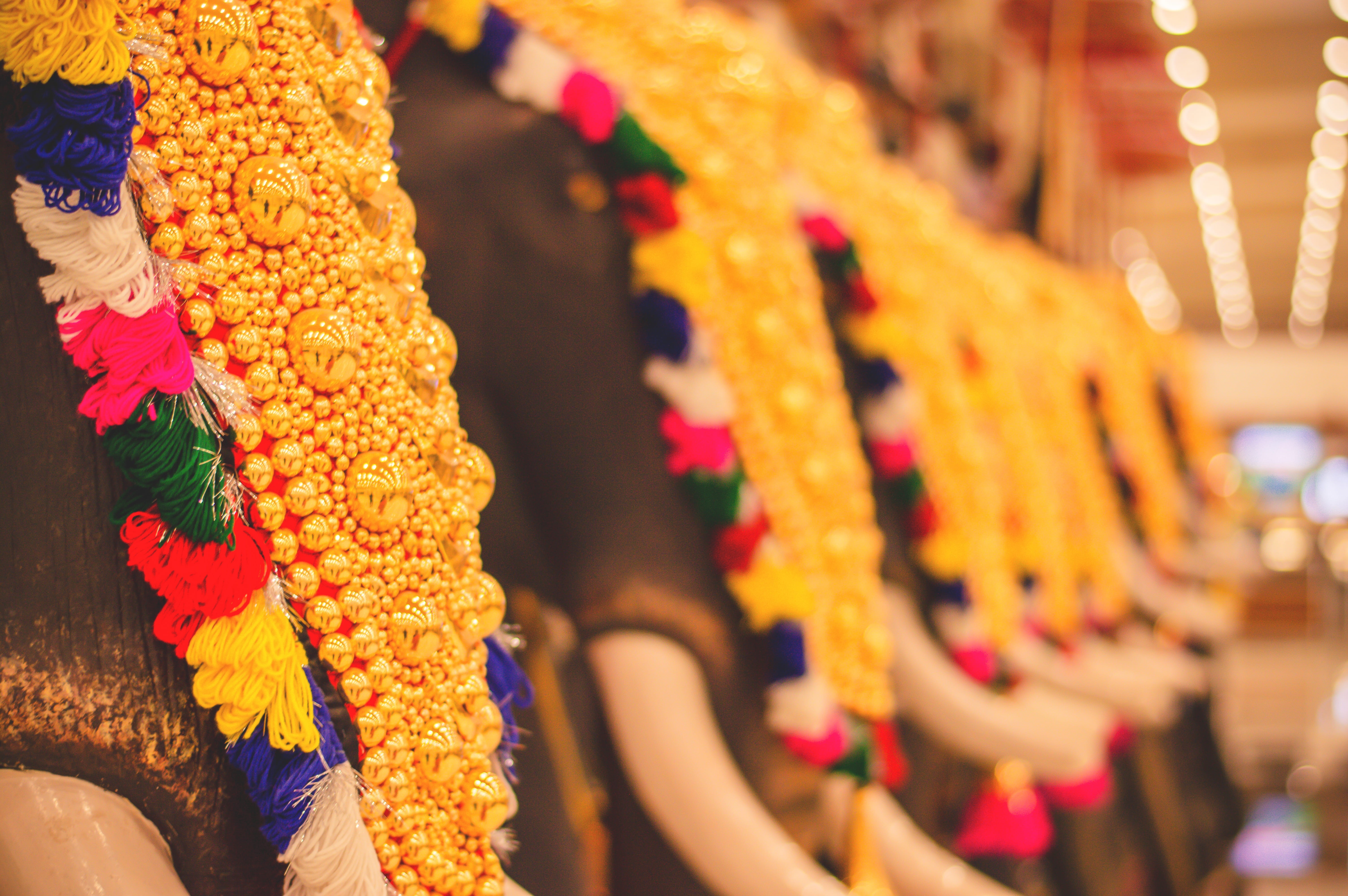 cochin, plant, women, flowering plant, airport, celebration, 5K, garland, nedumbassery, decoration, elephant, elephants, india, floral garland, focus on foreground, HD Wallpaper