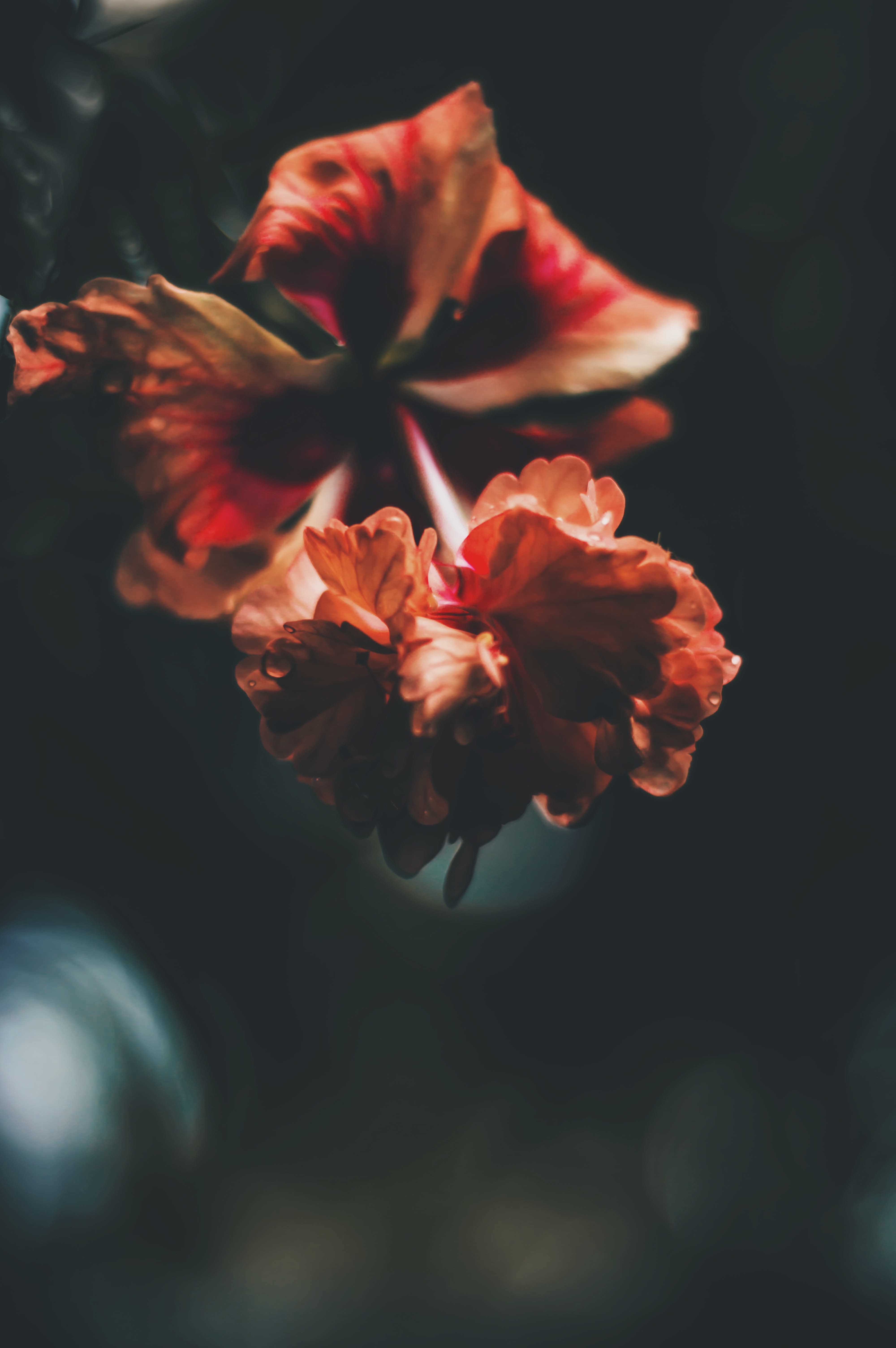red, kerala, close-up, pollen, beauty in nature, nature, 5K, outdoors, rain, selective focus, vulnerability, orange color, fragility, no people, flower, Phone HD Wallpaper