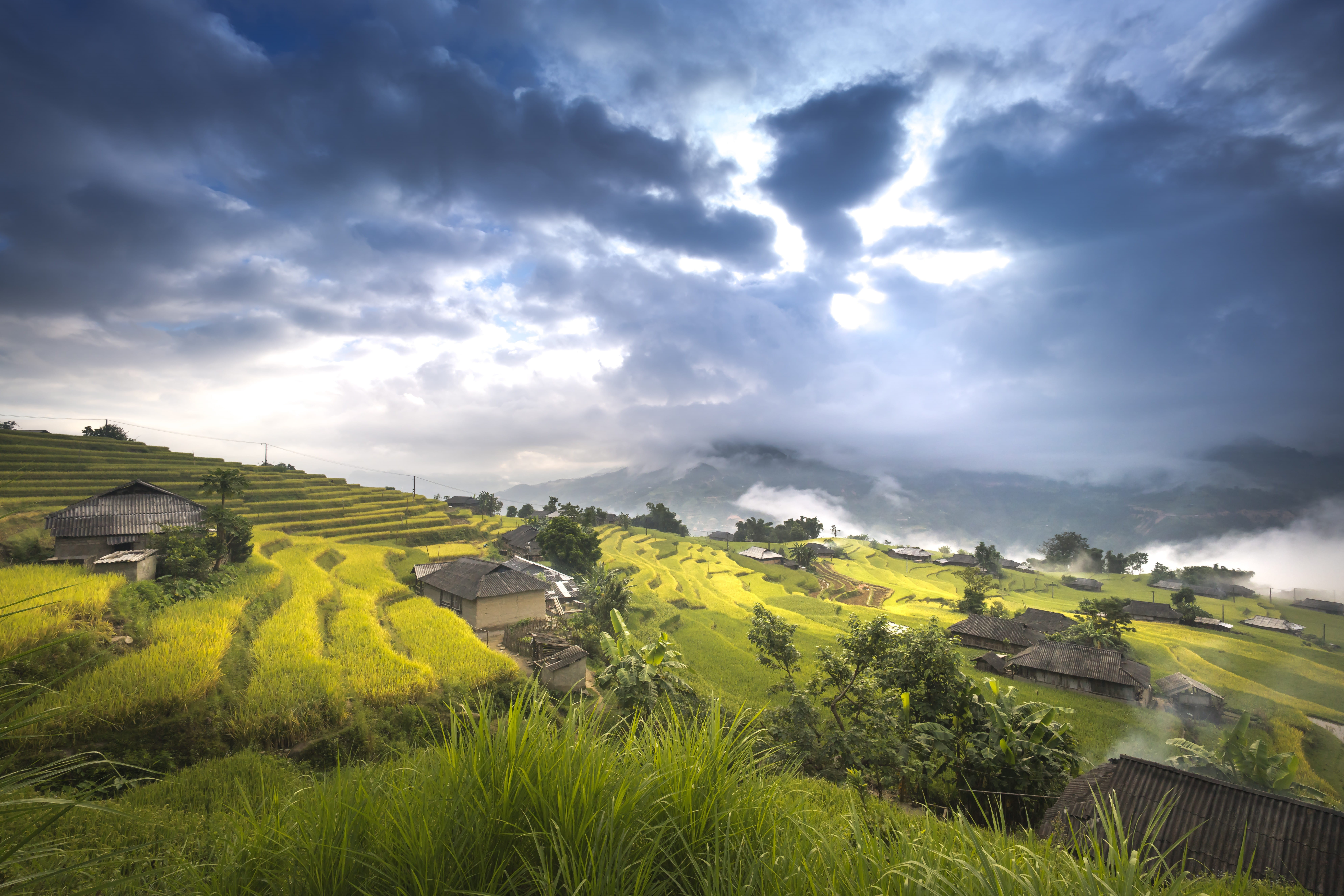 rice field, cloud - sky, vietnam, plant, idyllic, hoang su phi, dawn, natural, grass, sky, land, village, landscape, rural scene, nature, rice, nation, HD Wallpaper