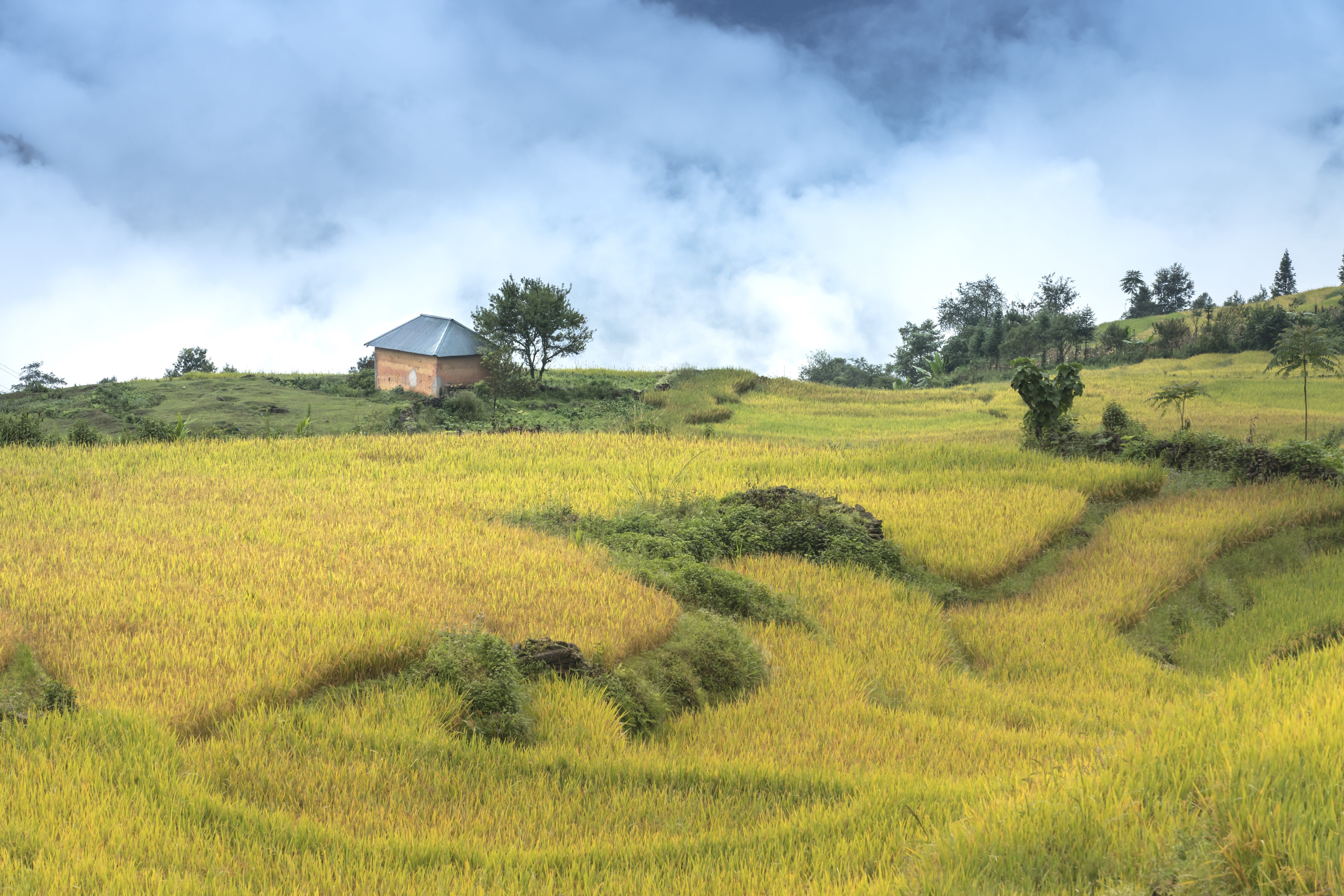 rural scene, landscape, ha giang, the landscape, clouds, village, harvest, nature, tranquil scene, rice field, no people, day, outdoors, tranquility, beauty in nature, HD Wallpaper