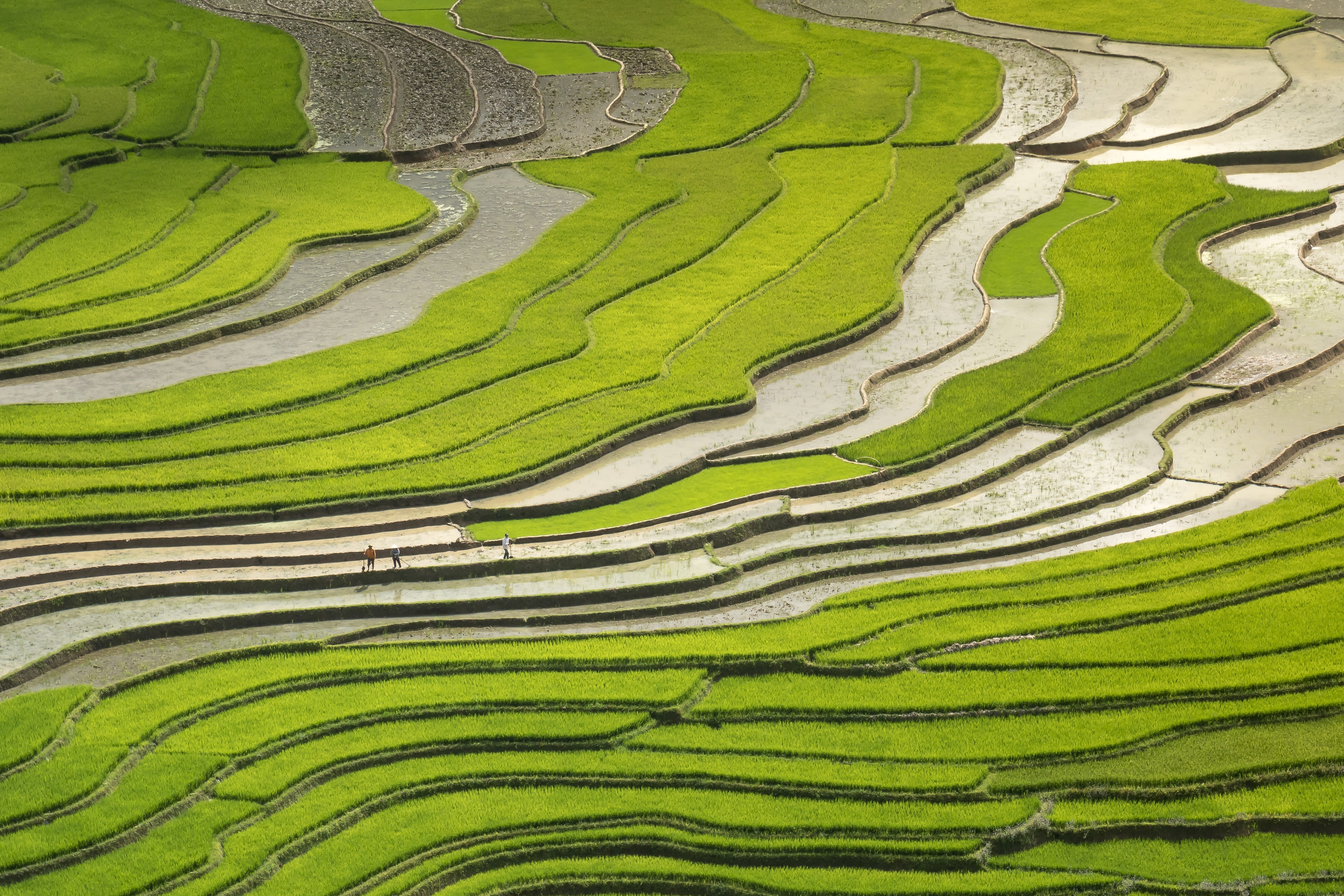 green color, beauty in nature, 5K, rural scene, field, agriculture, travel, silk, pour water, the valley, full frame, farmer, harvest, farm, rice, minority, HD Wallpaper