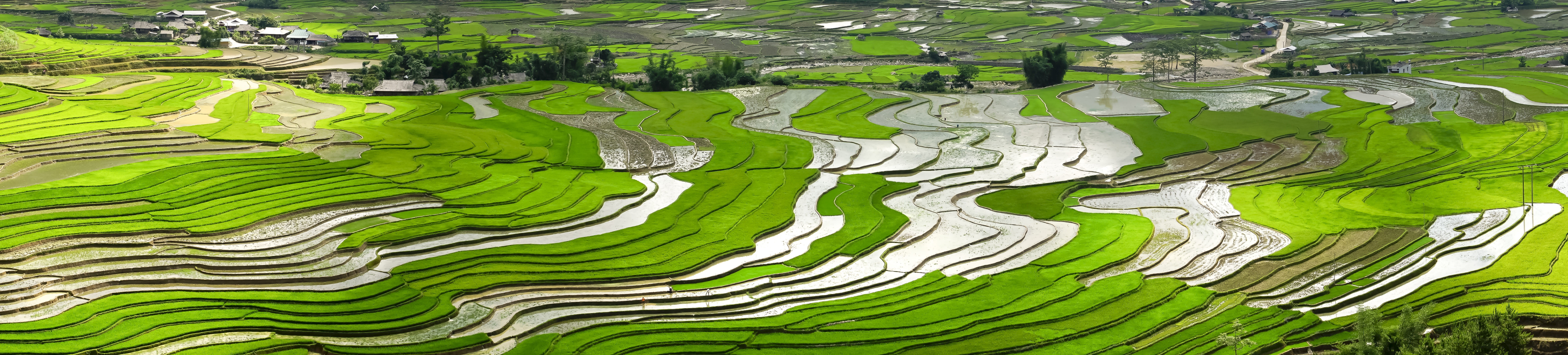 farmer, rice paddy, landscape, full frame, mountain, water, blind stretch comb, full color, rice, transplanted rice, rice - cereal plant, nature, plant, HD Wallpaper