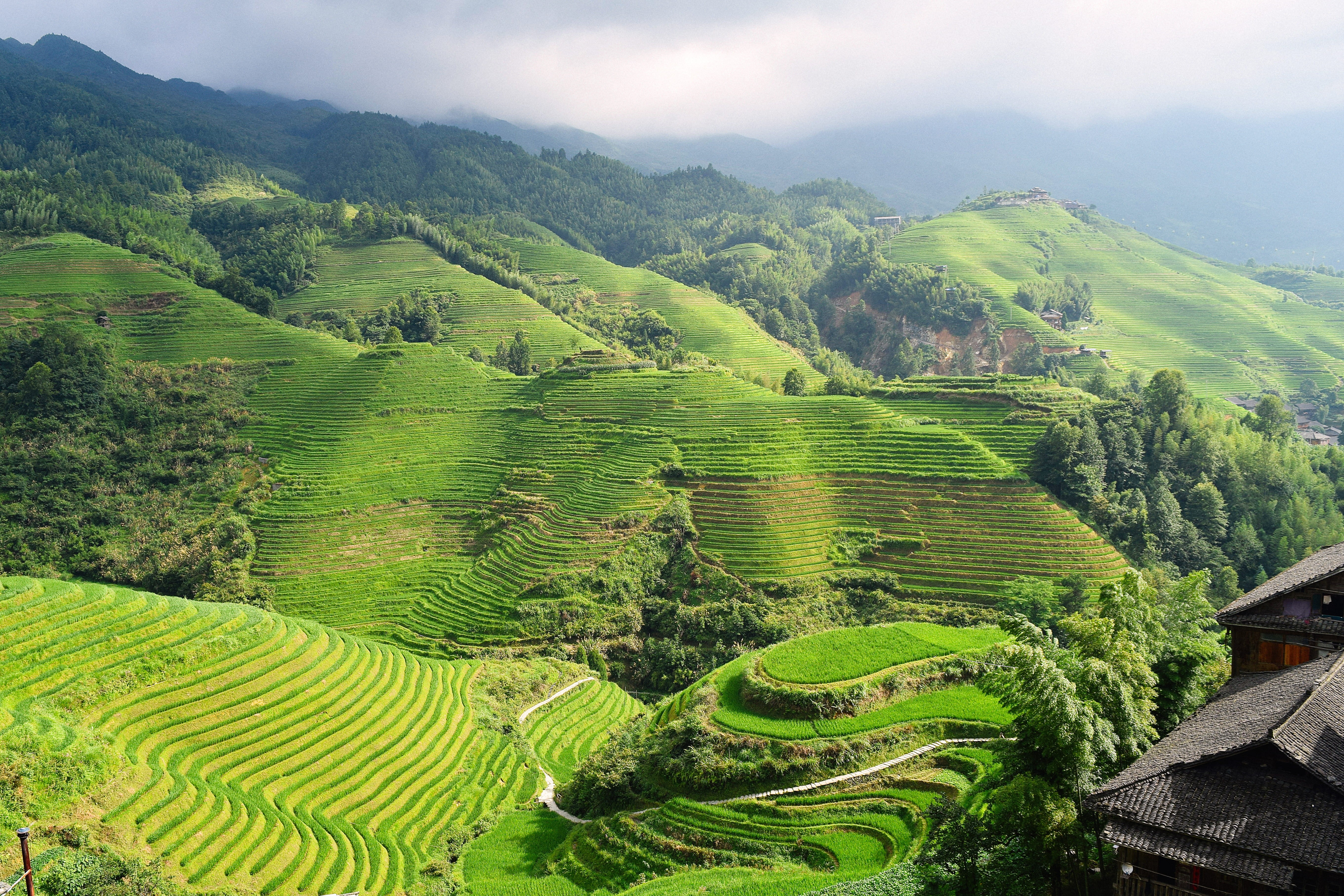 green, pady field, environment, hillside, 5K, rice terraces, green color, china, scenics - nature, built structure, field, no people, mountain, landscape, HD Wallpaper