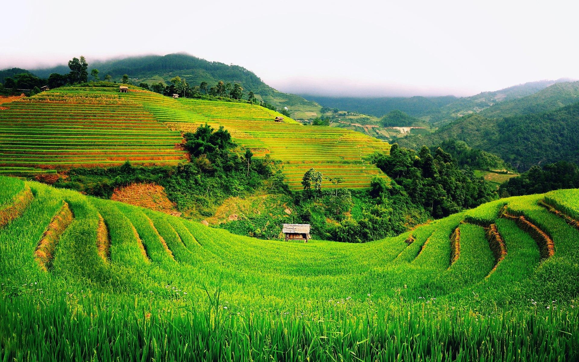green, terraced, nature and landscapes, terrace, hills, beautiful, fields, 1080P, HD Wallpaper