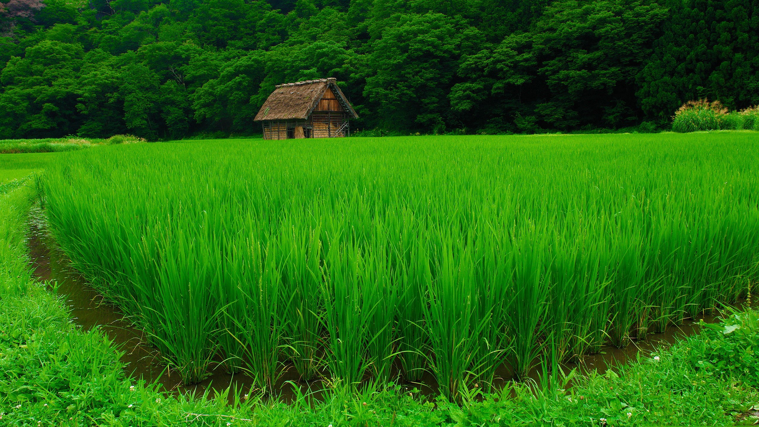 shirakawa, 2K, HD Wallpaper