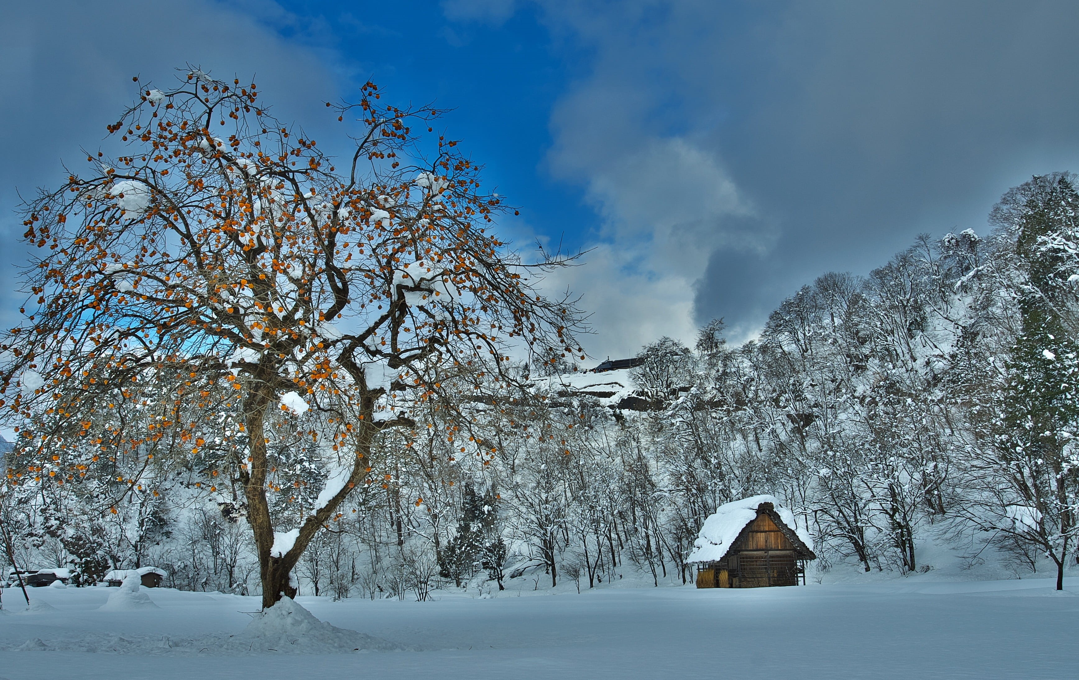 environment, land, outdoors, no people, hida takayama, tranquil scene, shirakawa go, sky, building, persimmon, plant, 2K, thatched roof cottages, winter, HD Wallpaper