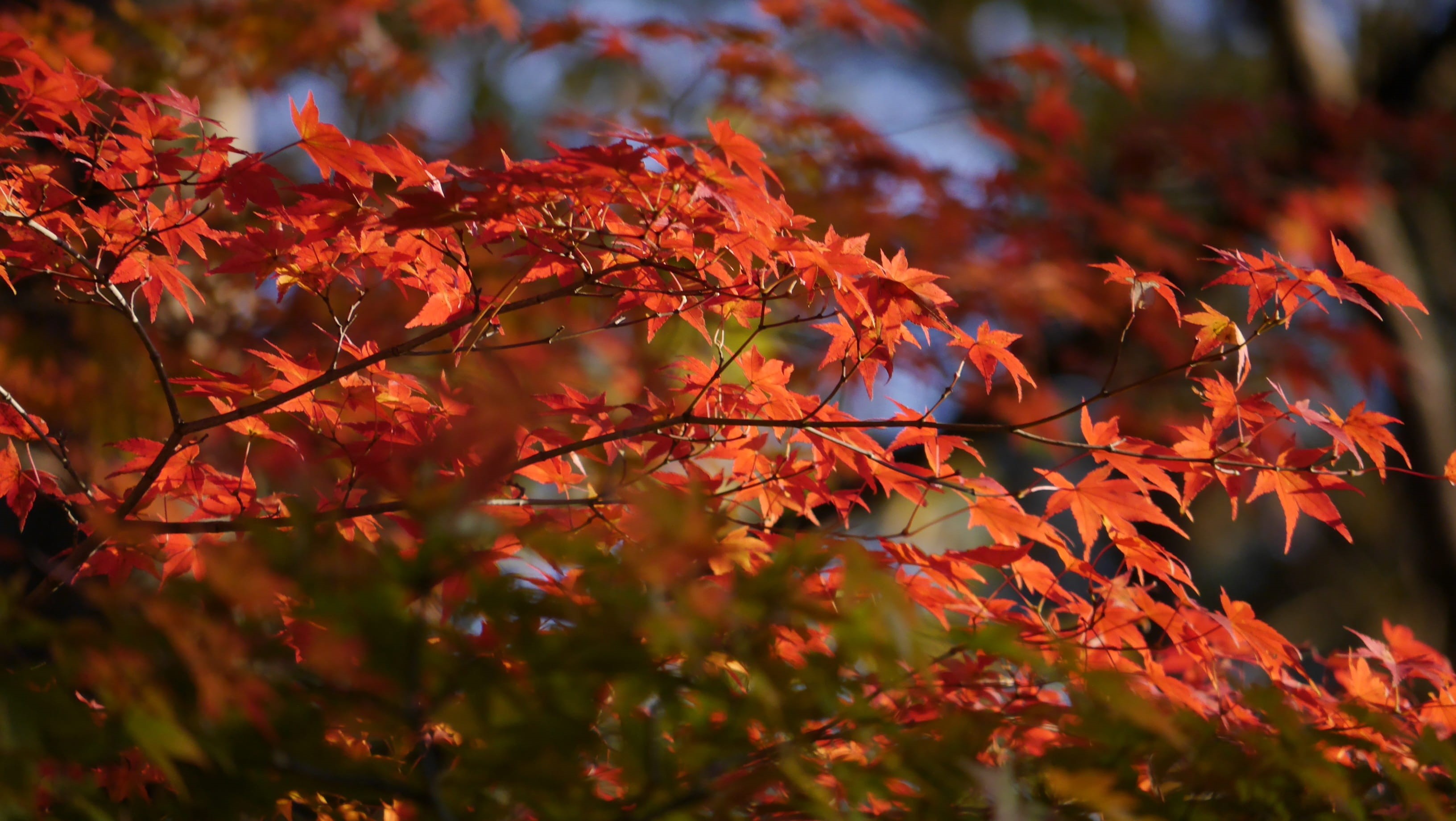 no people, shirakawa, day, focus on foreground, beauty in nature, autumn collection, nature, autumnal leaves, fall, orange color, park, 2K, branch, leaves, HD Wallpaper