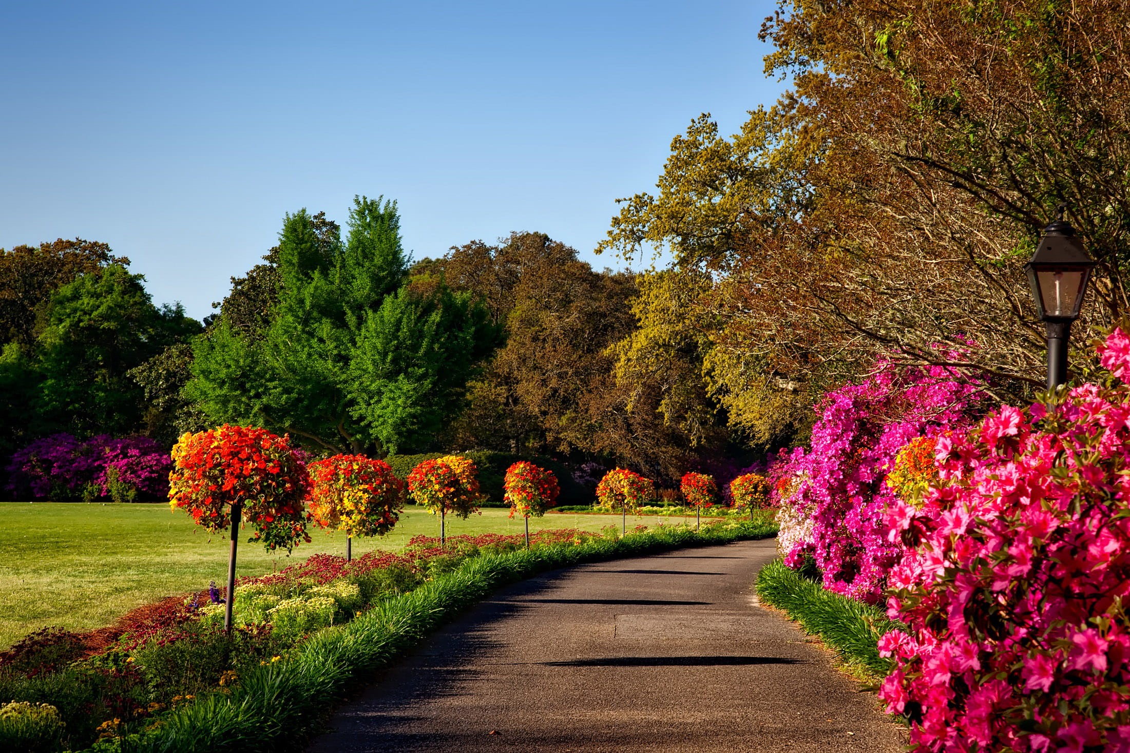 1080P, multi colored, flowering plant, landscape, flowers, nature, Gardens, public domain, diminishing perspective, flower, pink color, the way forward, HD Wallpaper
