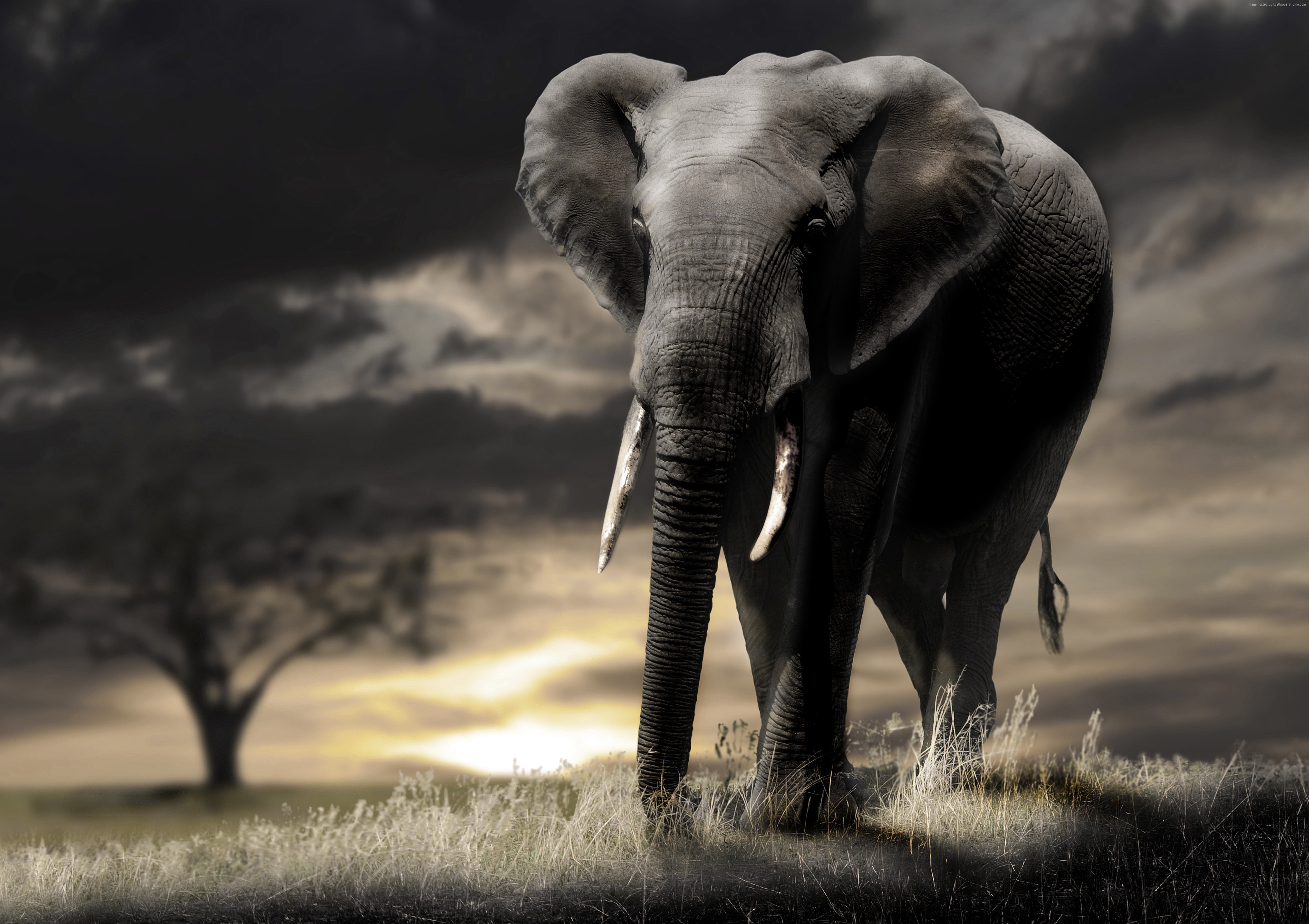 no people, animals in the wild, animal body part, land, clouds, day, vertebrate, herbivorous, outdoors, one animal, mammal, field, animal trunk, sunset, HD Wallpaper