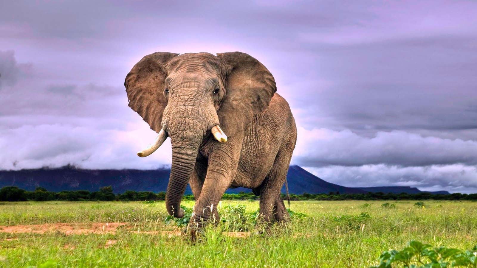 field, outdoors, animal, safari, animals in the wild, landscape, nature, animal trunk, sky, animal themes, no people, day, african elephant, plant, environment, HD Wallpaper
