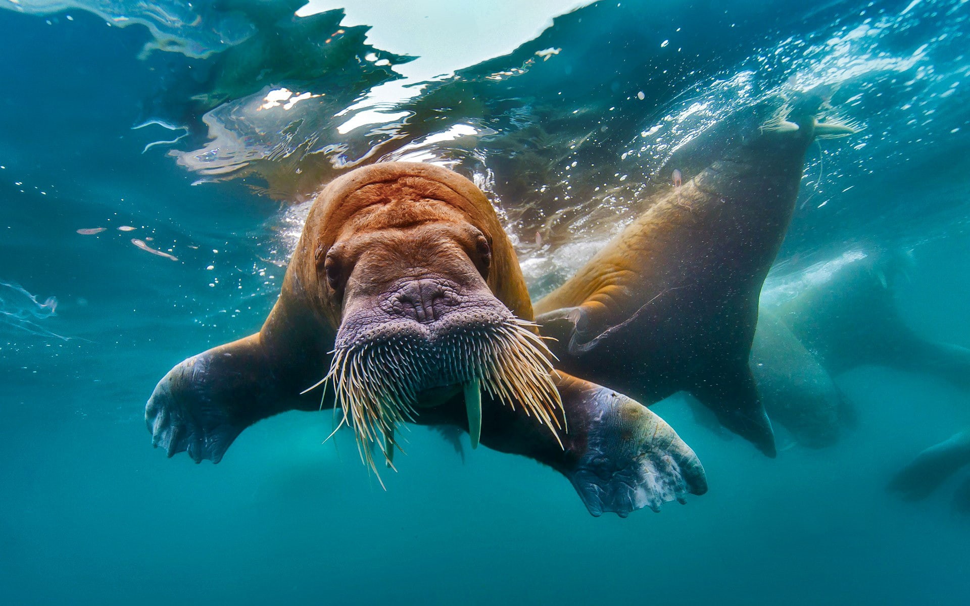 1080P, tusks, The Arctic ocean, water, walrus, HD Wallpaper