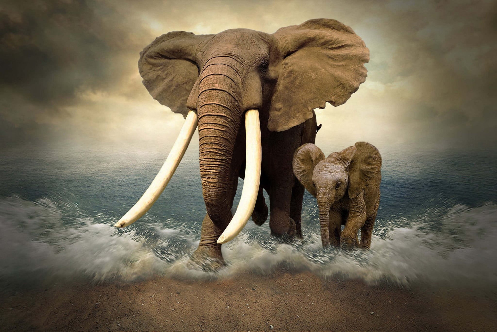 elephant, 1080P, tusks, elephants, photoshop, sea, HD Wallpaper