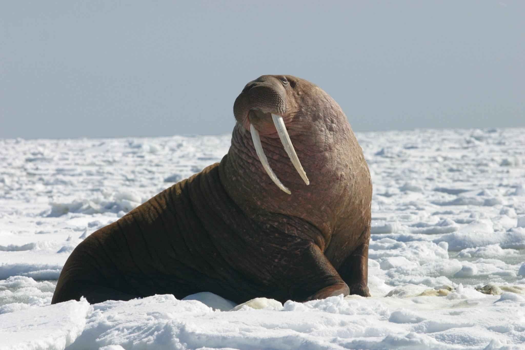 mammal, looking, nature, whiskers, cold temperature, no people, snow, cold, underwater, day, water, one animal, animals in the wild, animal, pacific walrus, HD Wallpaper