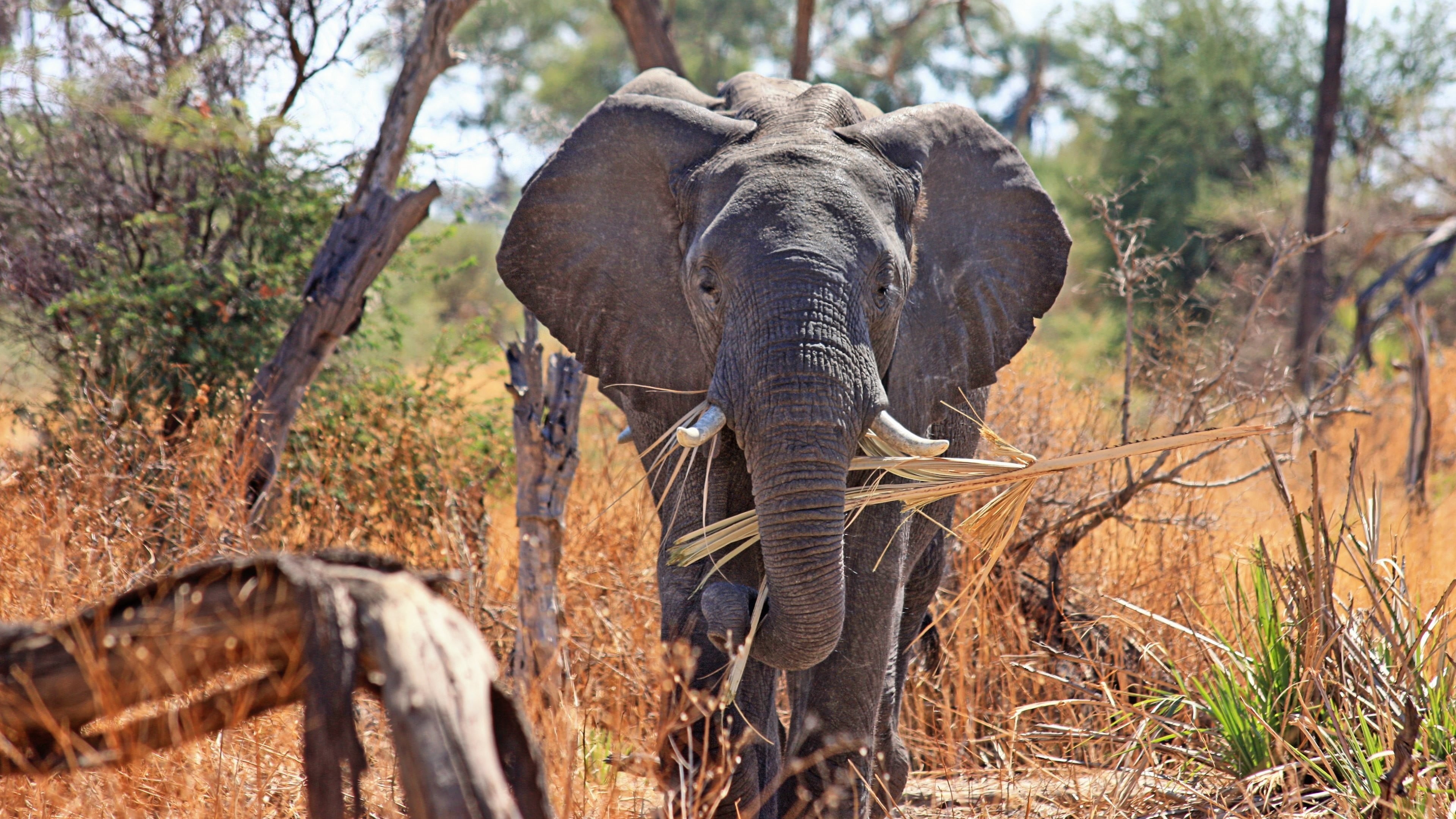 safari, elephant, tree, no people, animal, Africa, animal body part, animals in the wild, outdoors, animal themes, african elephant, mammal, tourism, animal wildlife, HD Wallpaper