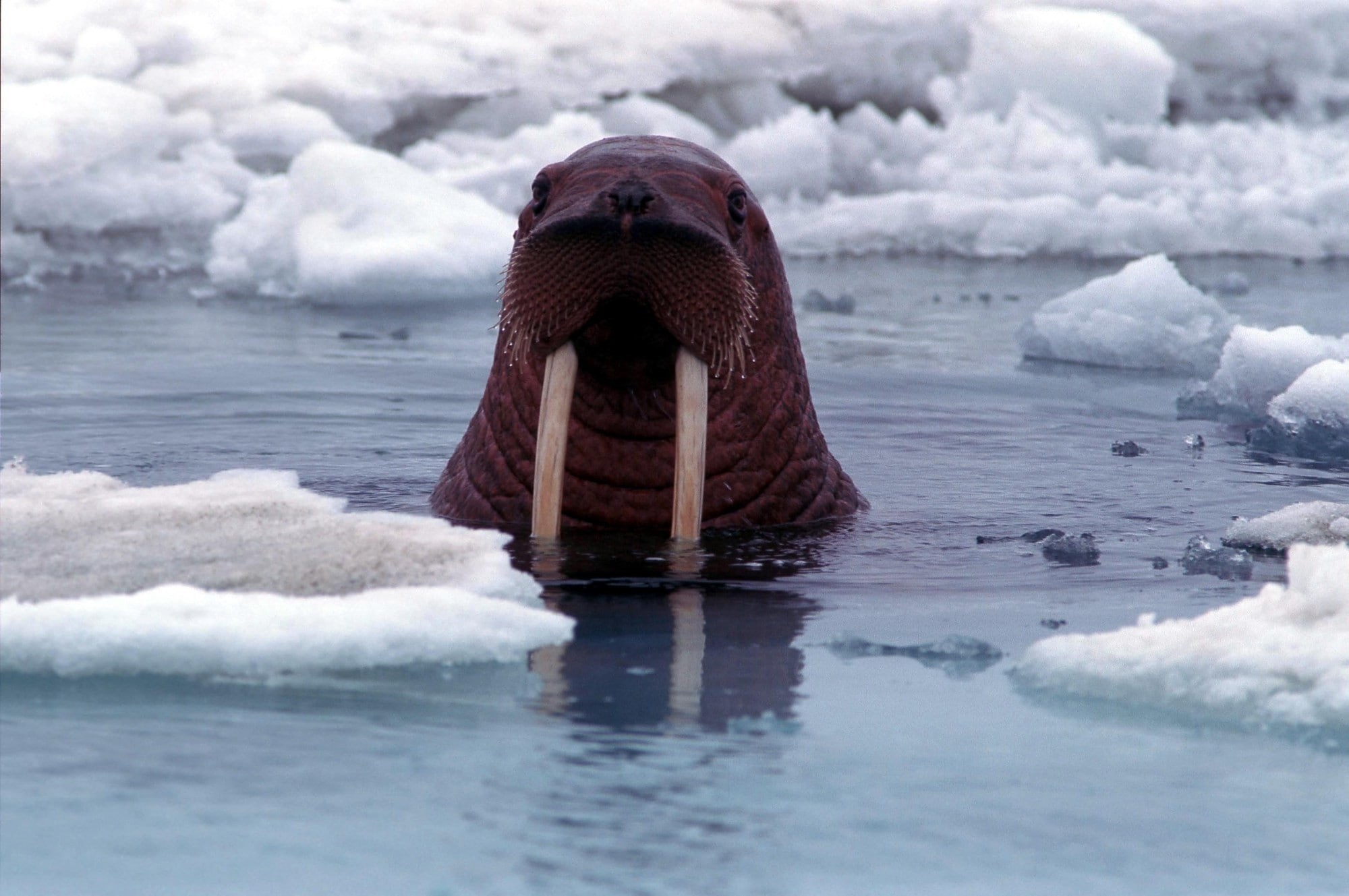 marine, ice, animal body part, animal, 1080P, beauty in nature, animal wildlife, mammal, winter, animal head, day, animal themes, cold temperature, walruses, HD Wallpaper