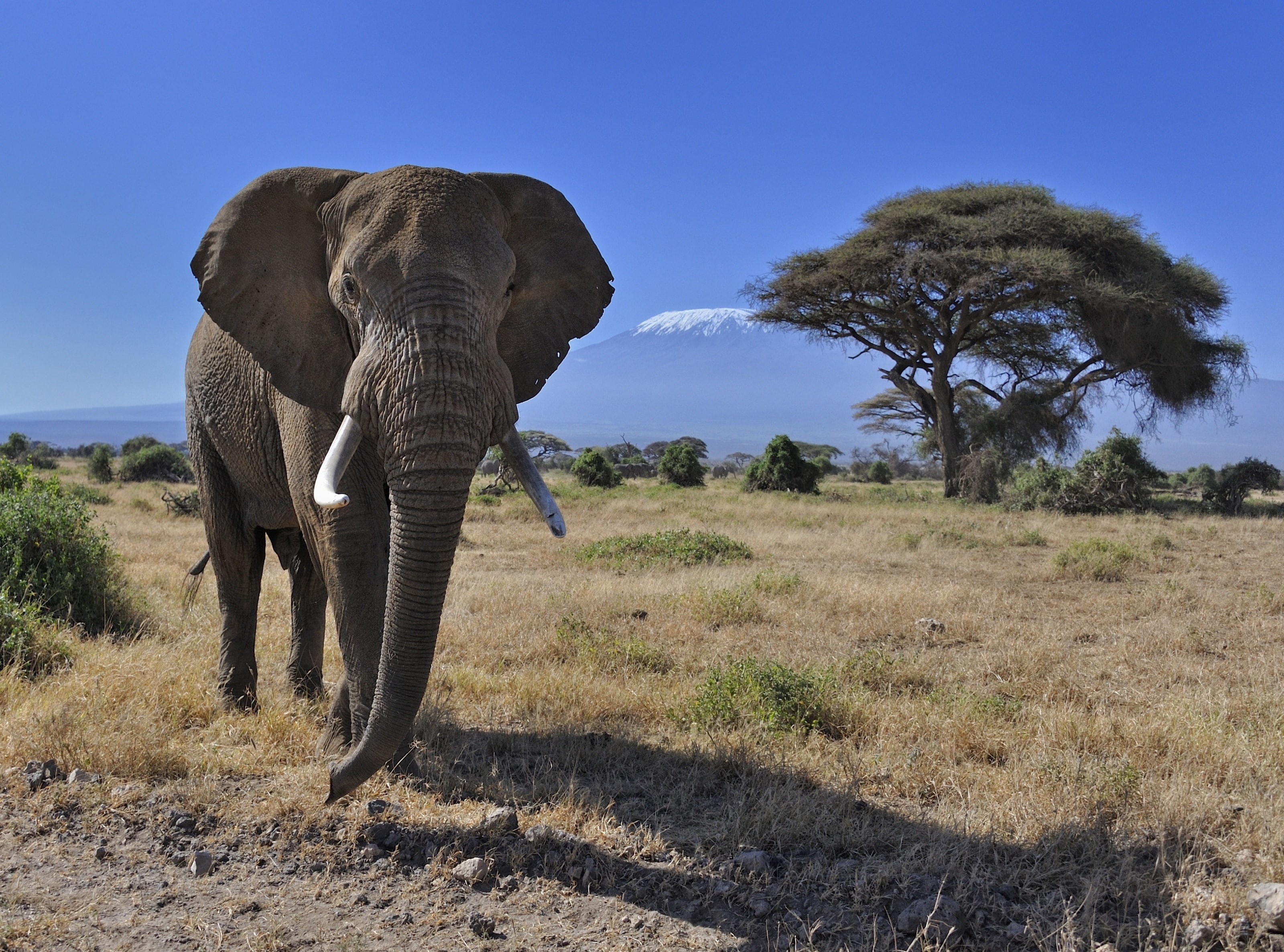 conservation, Africa, Protect, mtkilimanjaro, tusk, Tour, View, Scenery, landscape, animal wildlife, mammal, bigtusker, sky, Wild, africanbushelephant, HD Wallpaper