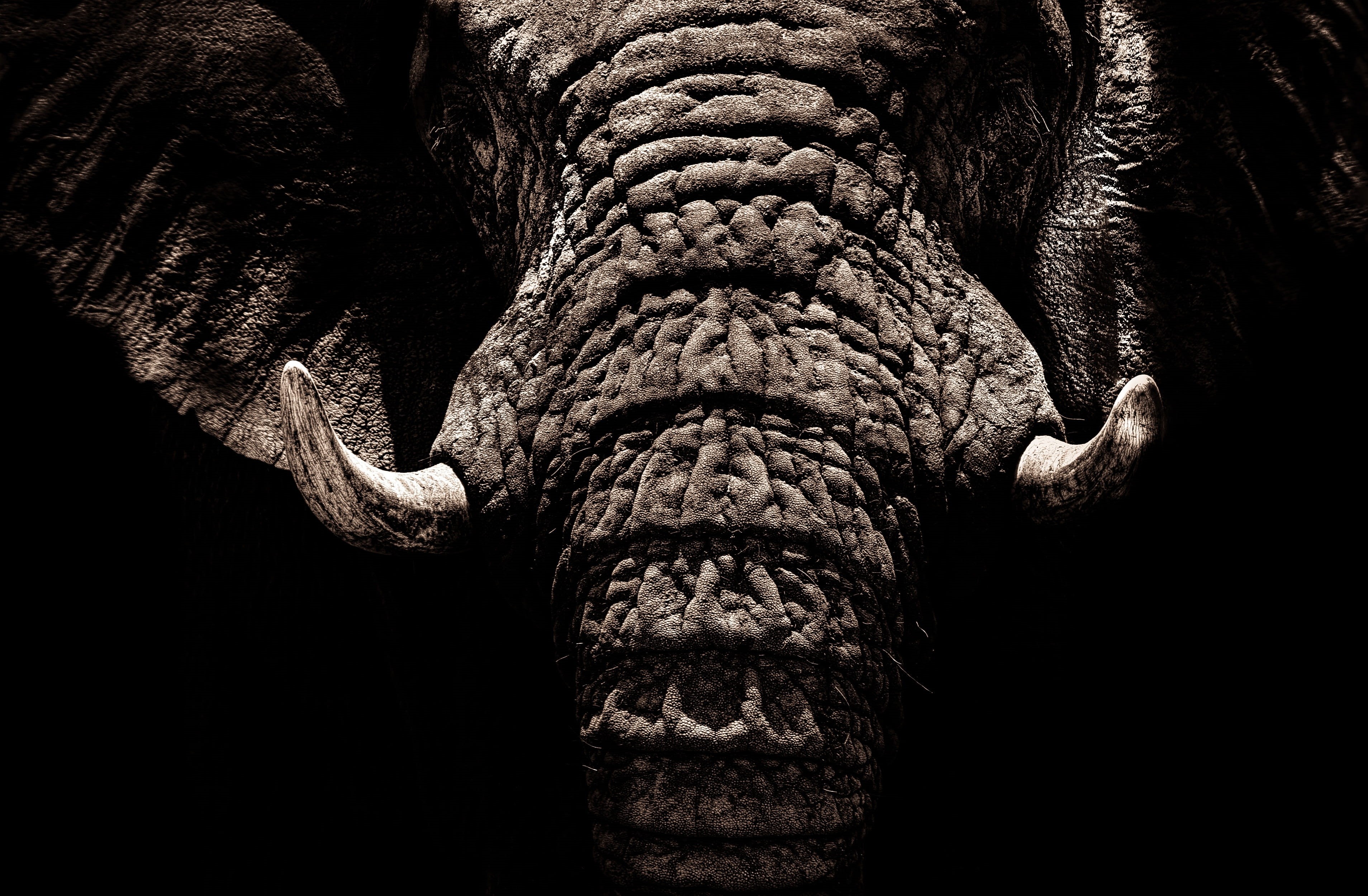 wrinkles, tusks, animals, close-up, dark, black background, animal, 2K, elephant, mammal, black, textured, low angle view, one animal, beauty in nature, HD Wallpaper