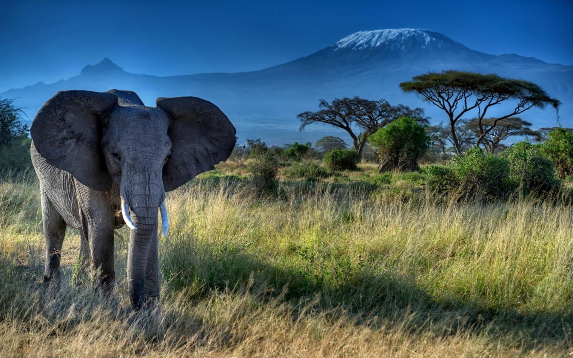 Ears, Trees, Grass, African, Tusks, 1080P, Big, Elephant, HD Wallpaper