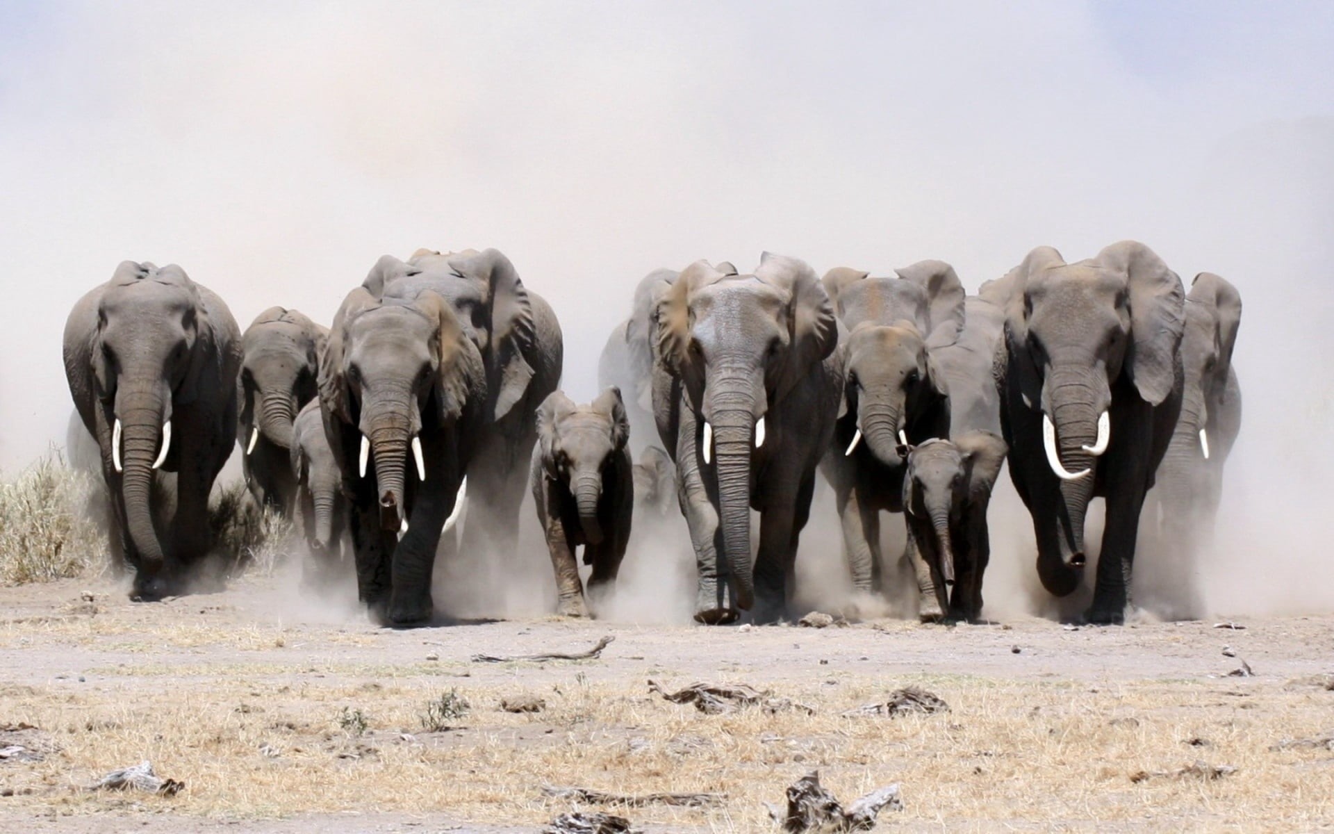 mammal, animals In The Wild, group Of Animals, national Park, large group of animals, standing, walking, vertebrate, no people, animals And Pets, large, HD Wallpaper