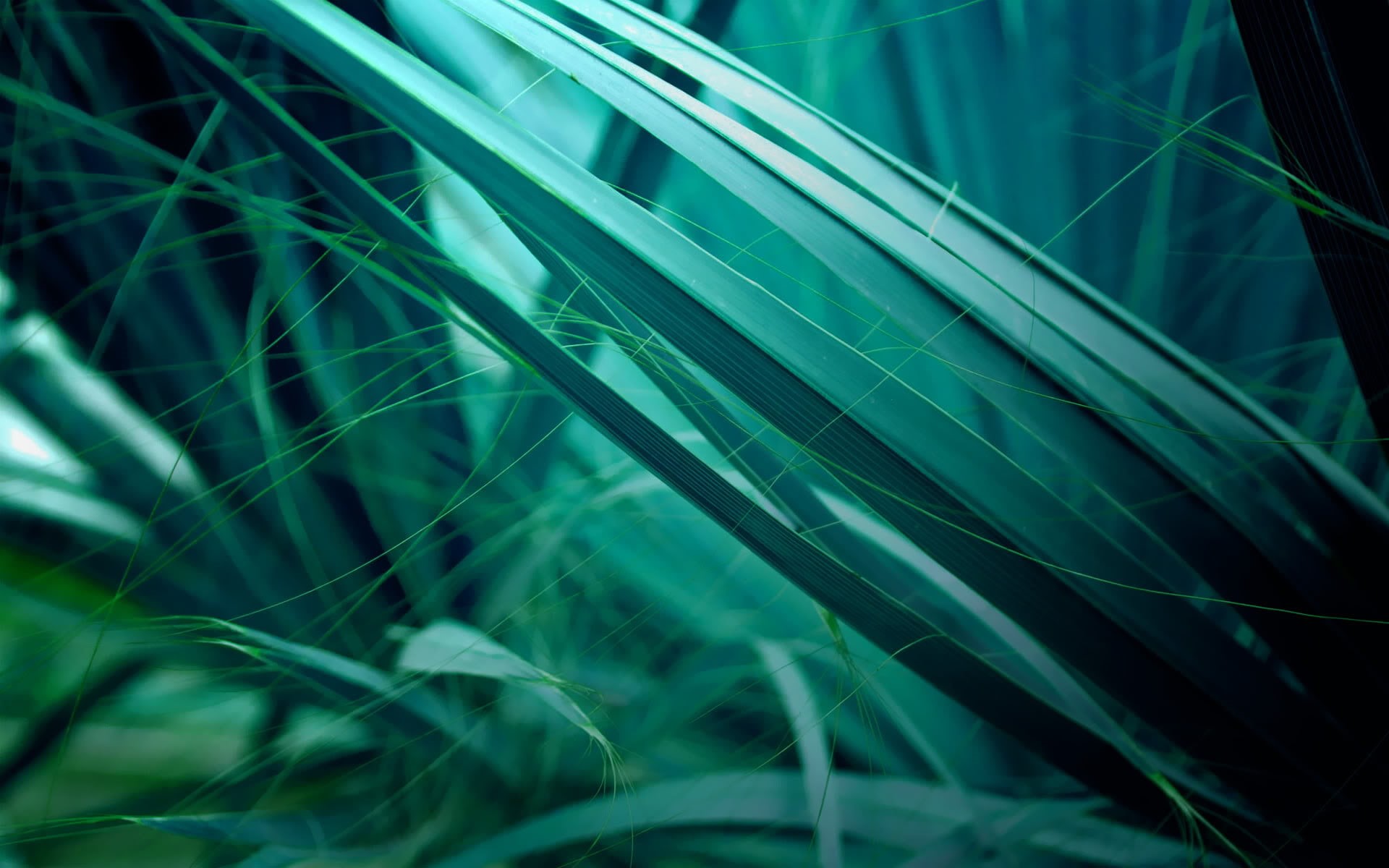 plant, beauty in nature, full frame, leafed, plants, turquoise, 1080P, freshness, palm leaf, green, blade of grass, nature, outdoors, growth, leaf, backgrounds, HD Wallpaper