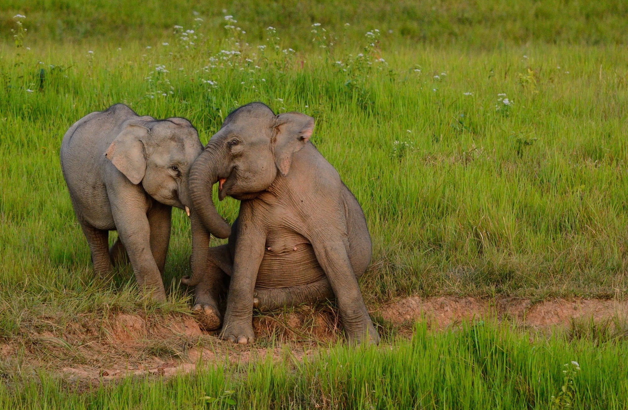 wildelephant, elephasmaximus, Cute, day, two animals, asianelephants, green color, indianelephants, young animal, herbivorous, indianelephant, wildlife, HD Wallpaper