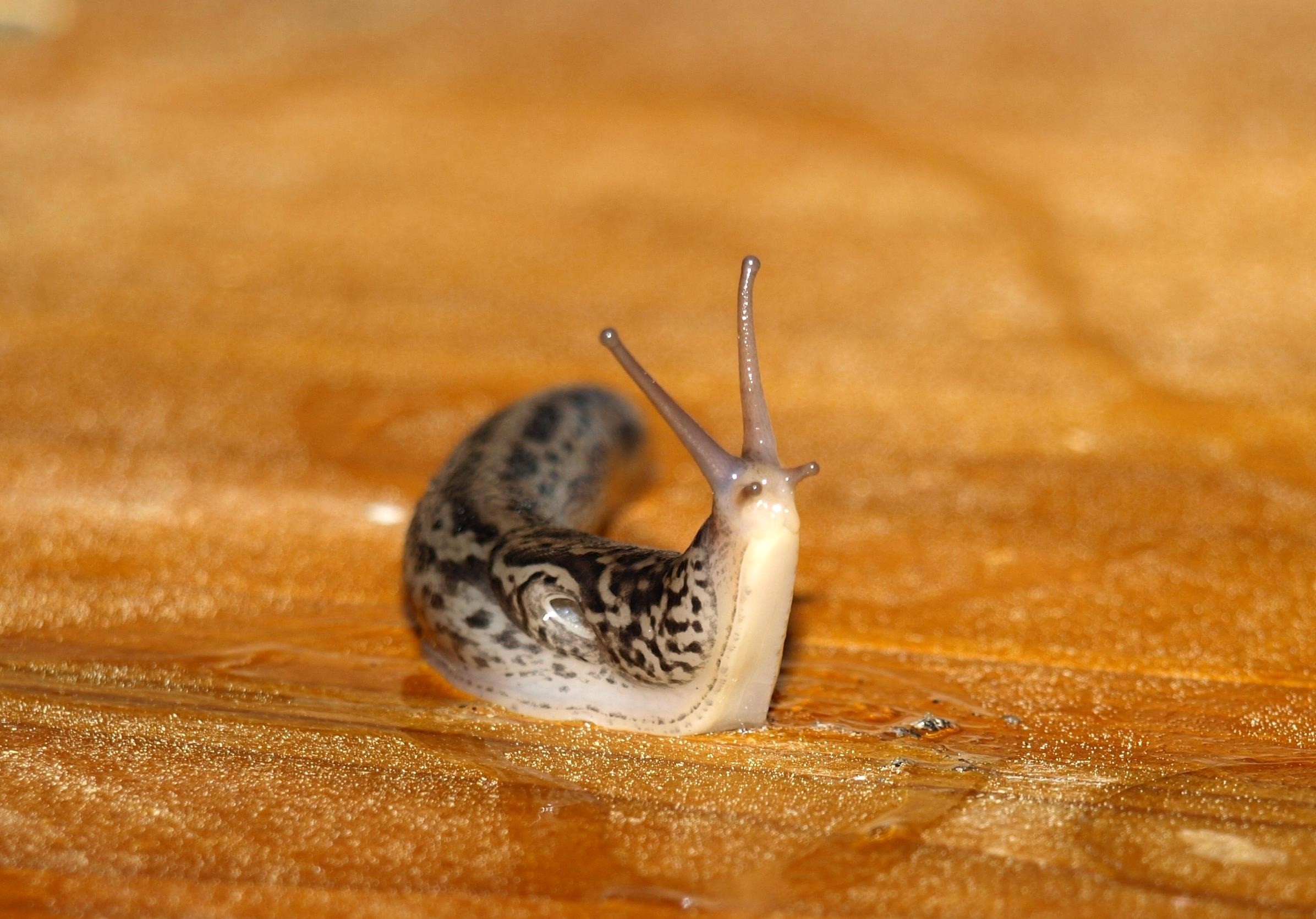 tigerschnecke, beauty in nature, animal wildlife, nature, slug, outdoors, animals in the wild, one animal, day, land, no people, animal themes, mollusk, HD Wallpaper